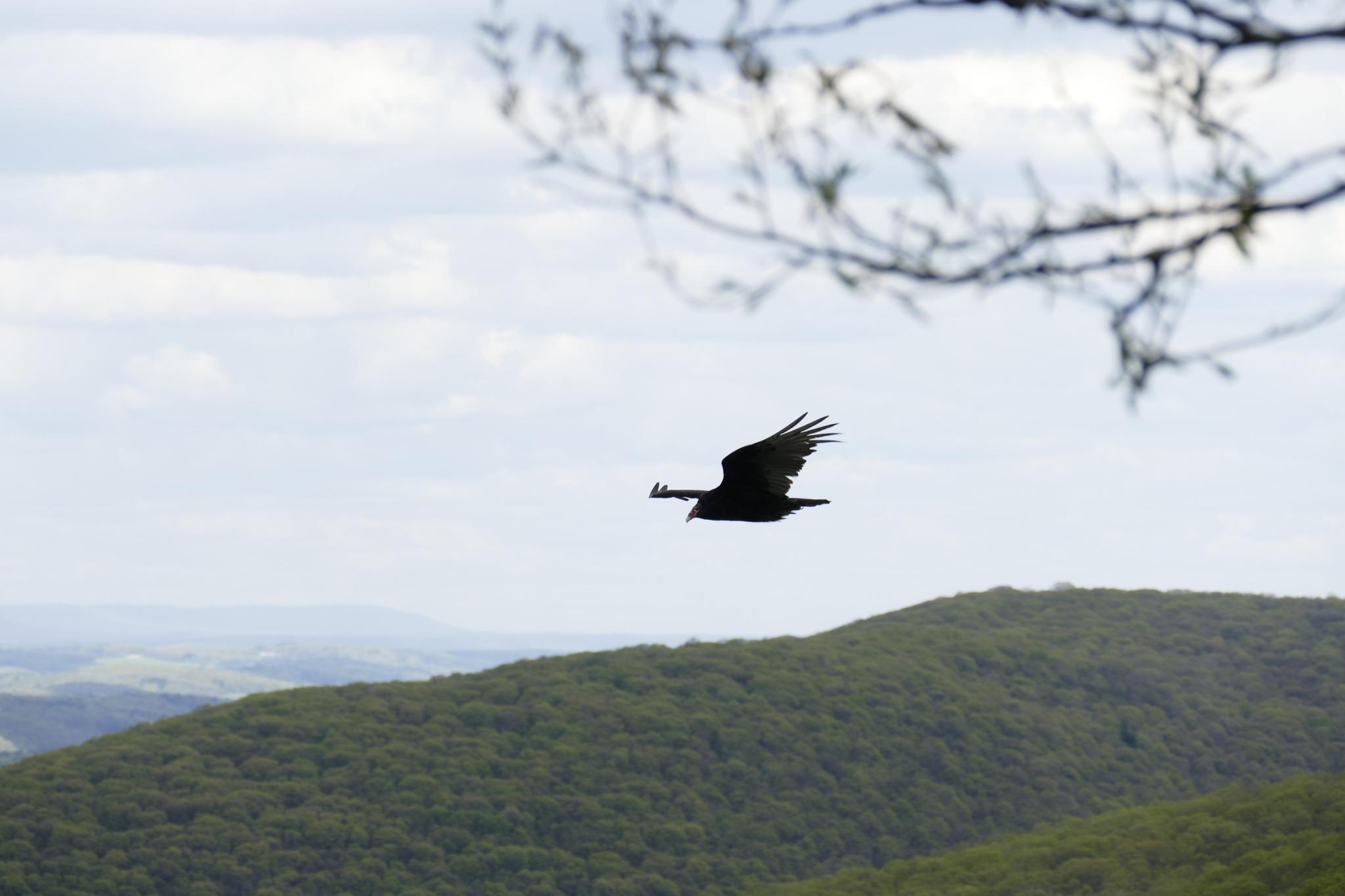 A large dark bird soars over green forested hills under a bright sky.