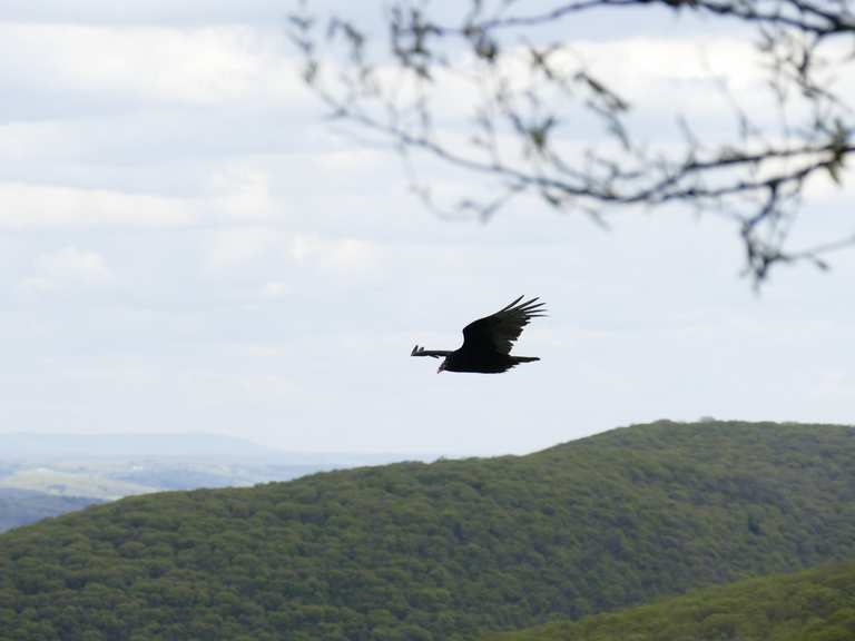 River of Rocks Trail loop — Hawk Mountain Sanctuary hike Komoot