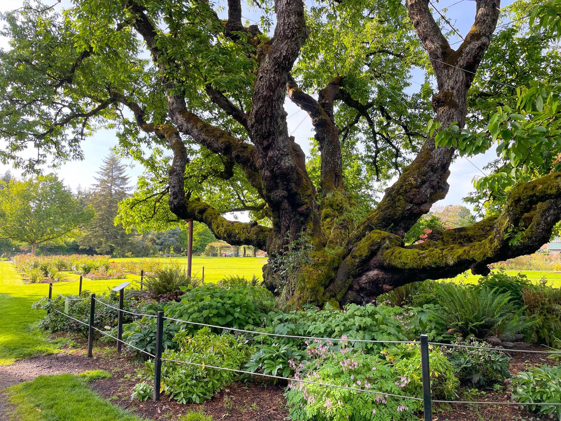 A large, ancient, moss-covered tree in a sunny green garden with a fence.