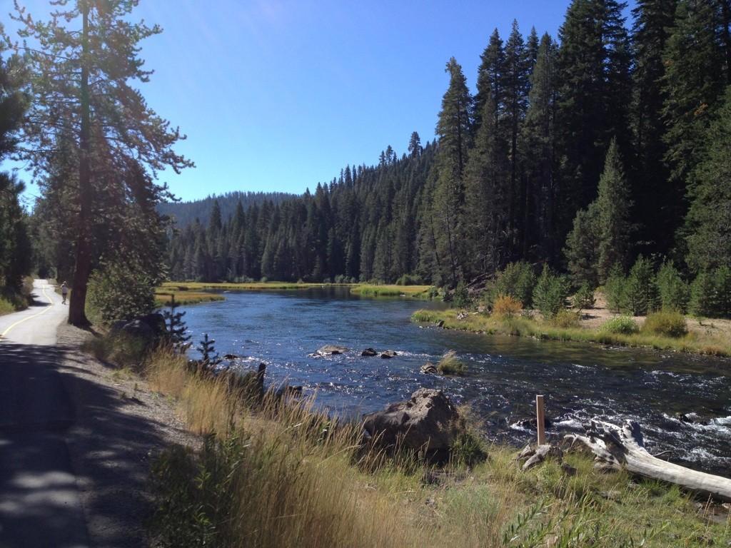Wide river flowing through a dense pine forest under a clear sky.