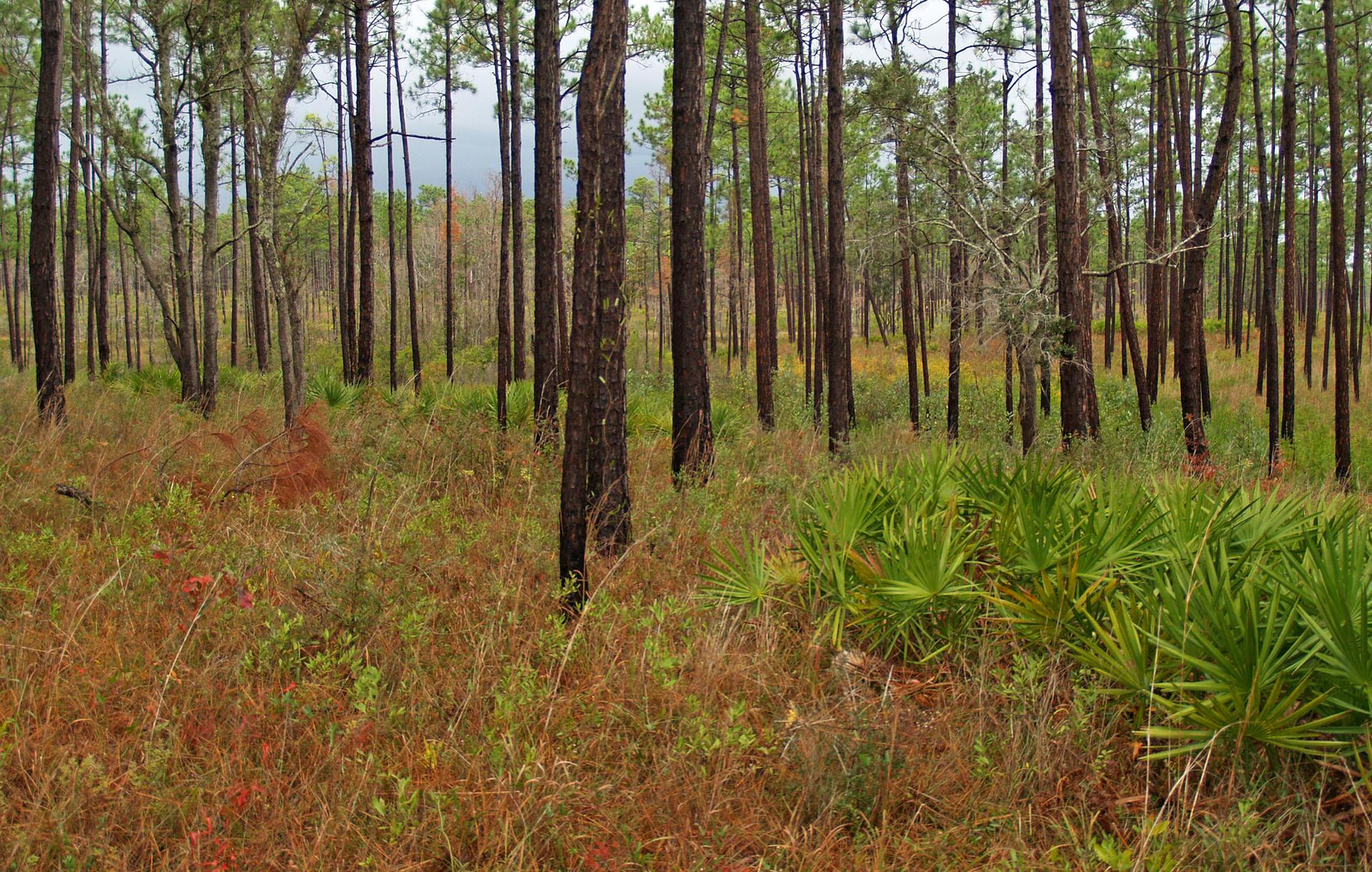 Dense pine forest with tall trees, reddish-brown grass, and green palmetto plants.