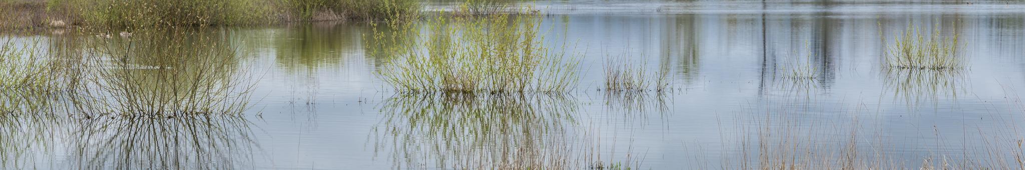 Green reeds and their reflections in calm, still water under soft light.