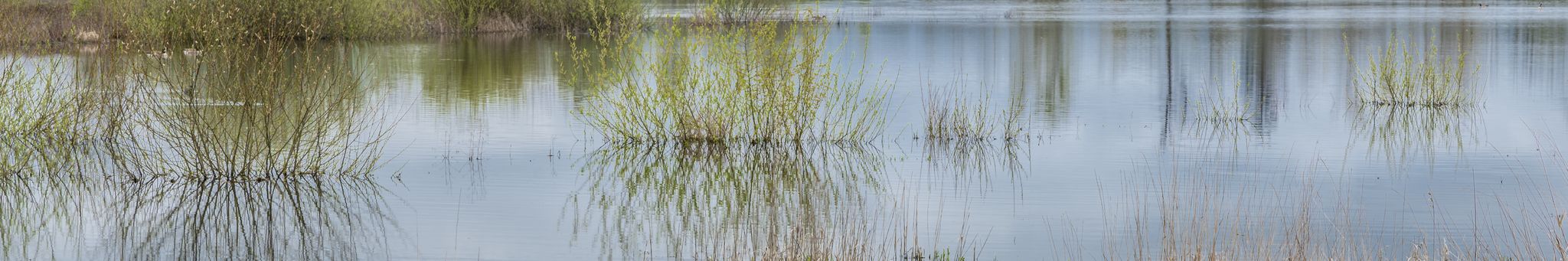 Green reeds and their reflections in calm, still water under soft light. - North Luckiamute Landing Trail