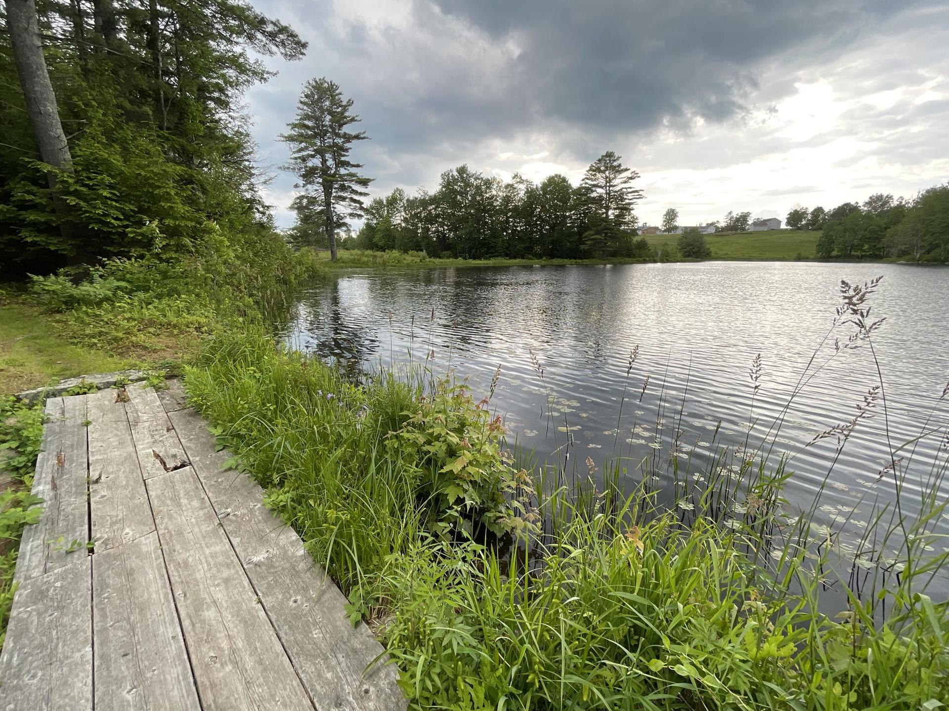 Wooden dock next to a calm lake, surrounded by tall grass and trees.