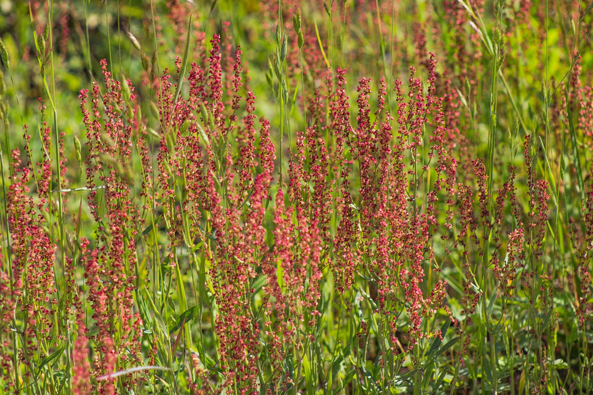 Close-up of a field of tall red and green plants in bright sunlight.