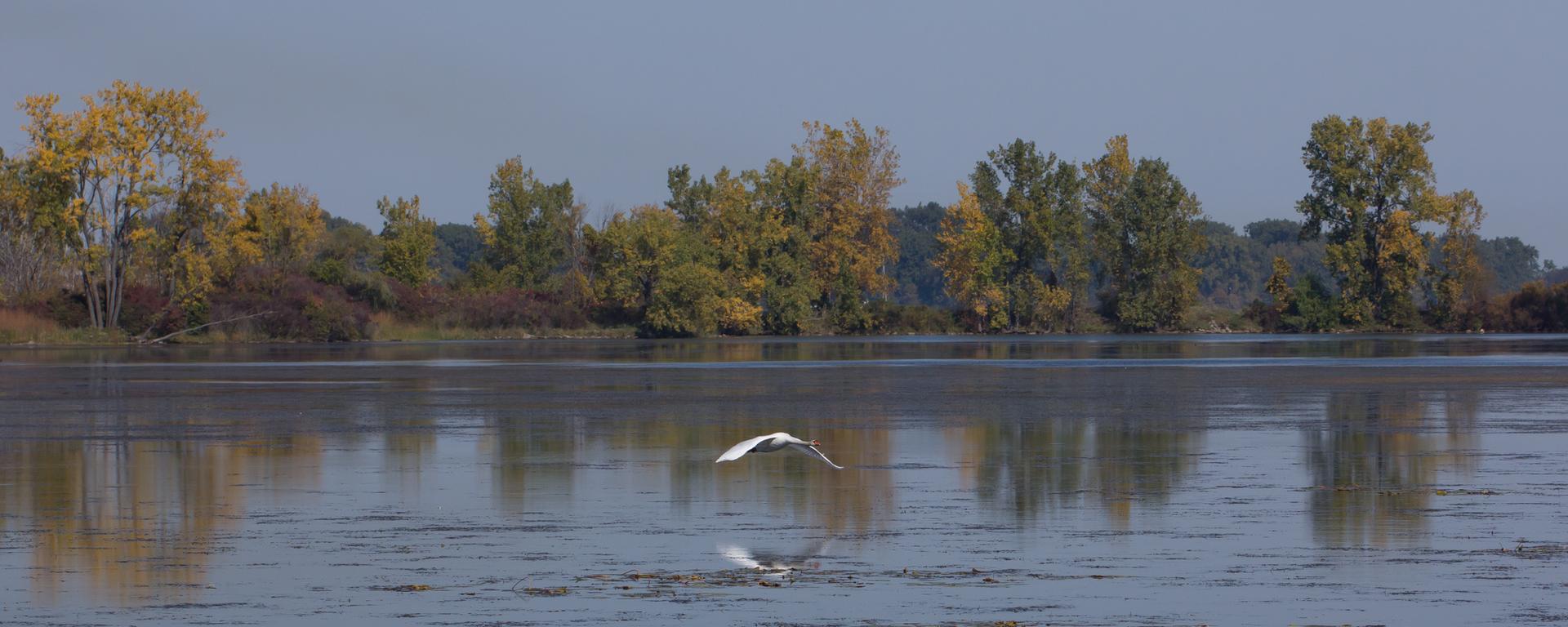 White bird flying low over calm water with autumn trees in background.