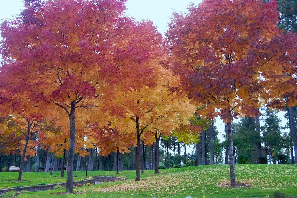 Vibrant red and orange autumn trees stand in a grassy park under soft light.