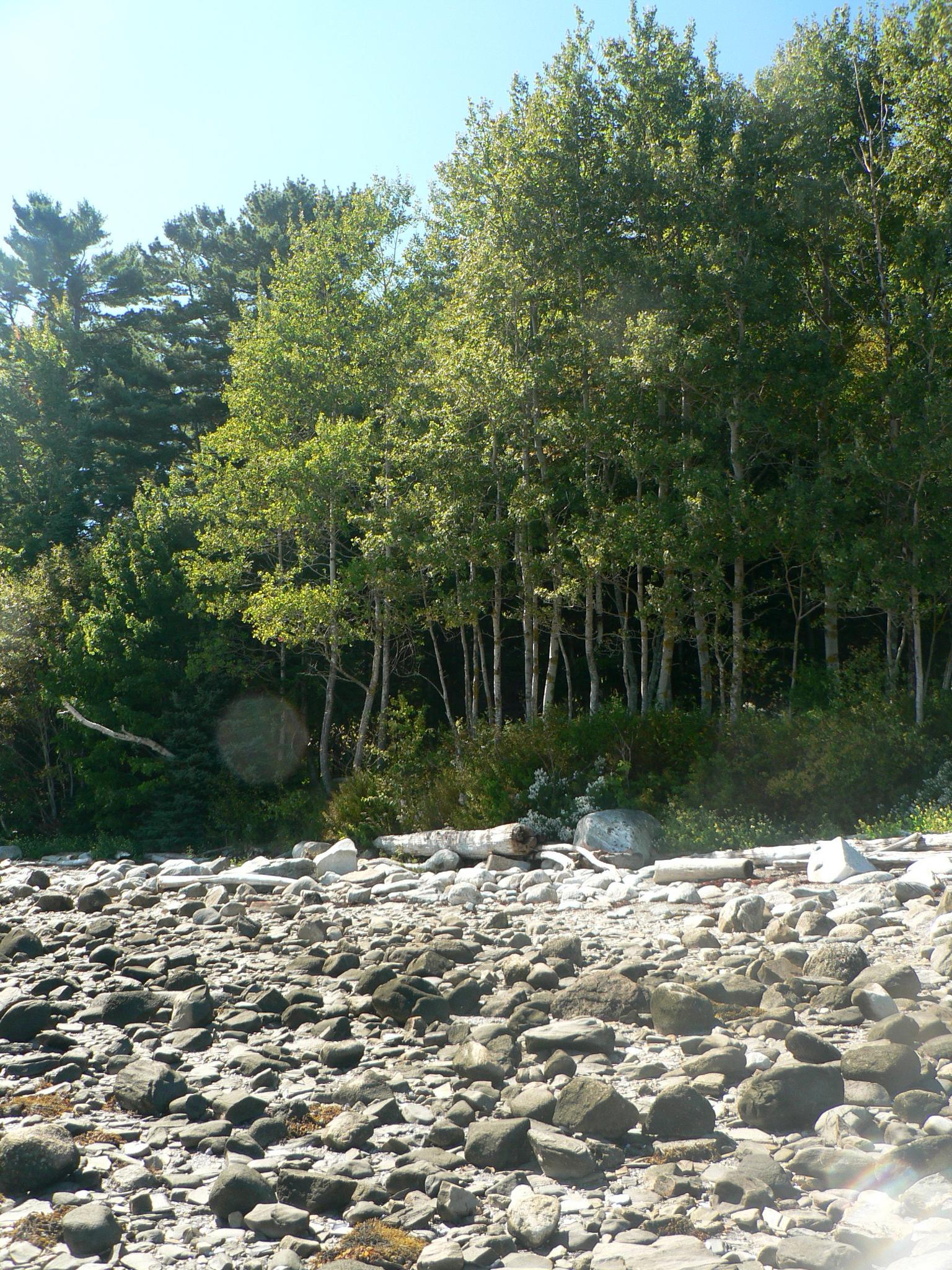 Rocky beach with driftwood leading to a dense green forest under a bright sky.