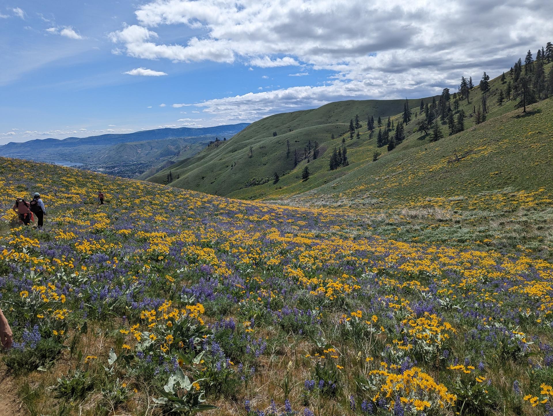 Sunny field of yellow and purple wildflowers on green hills with distant hikers.