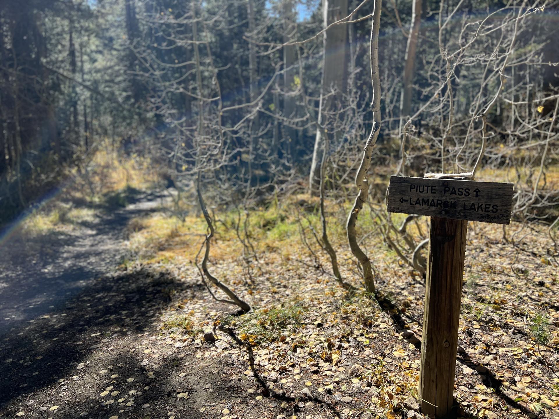 A wooden trail sign on a sun-dappled forest path with bare trees.