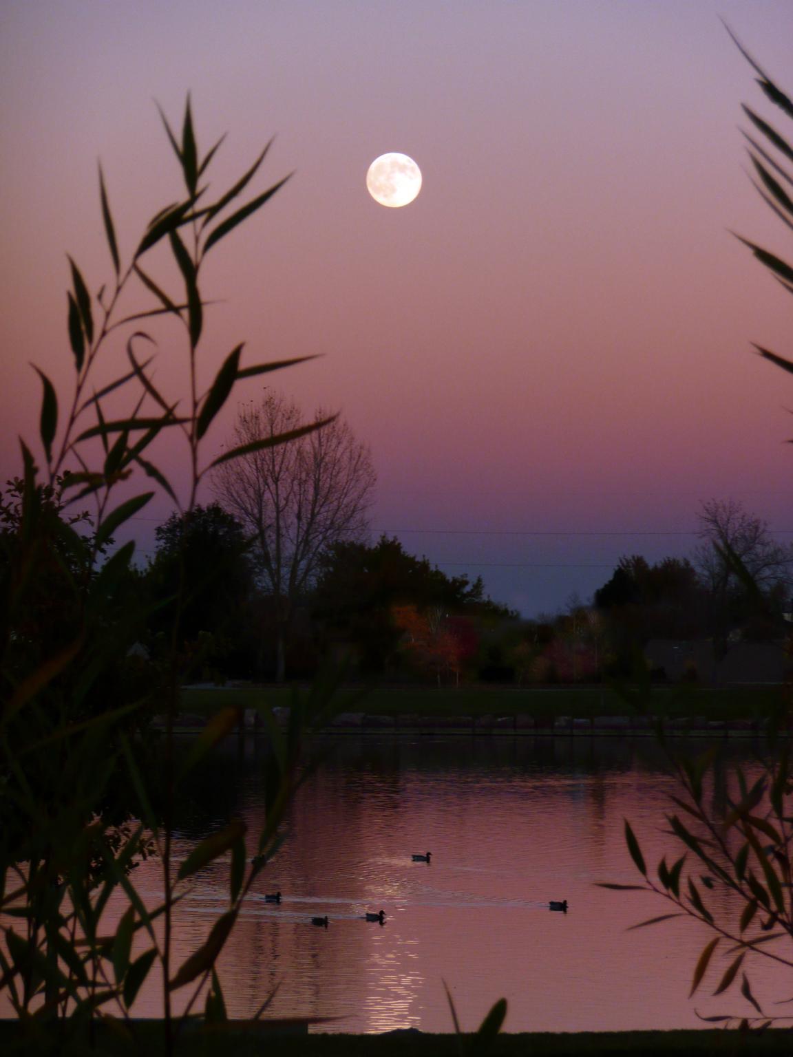 Full moon over a tranquil lake at dusk, with ducks and reeds.