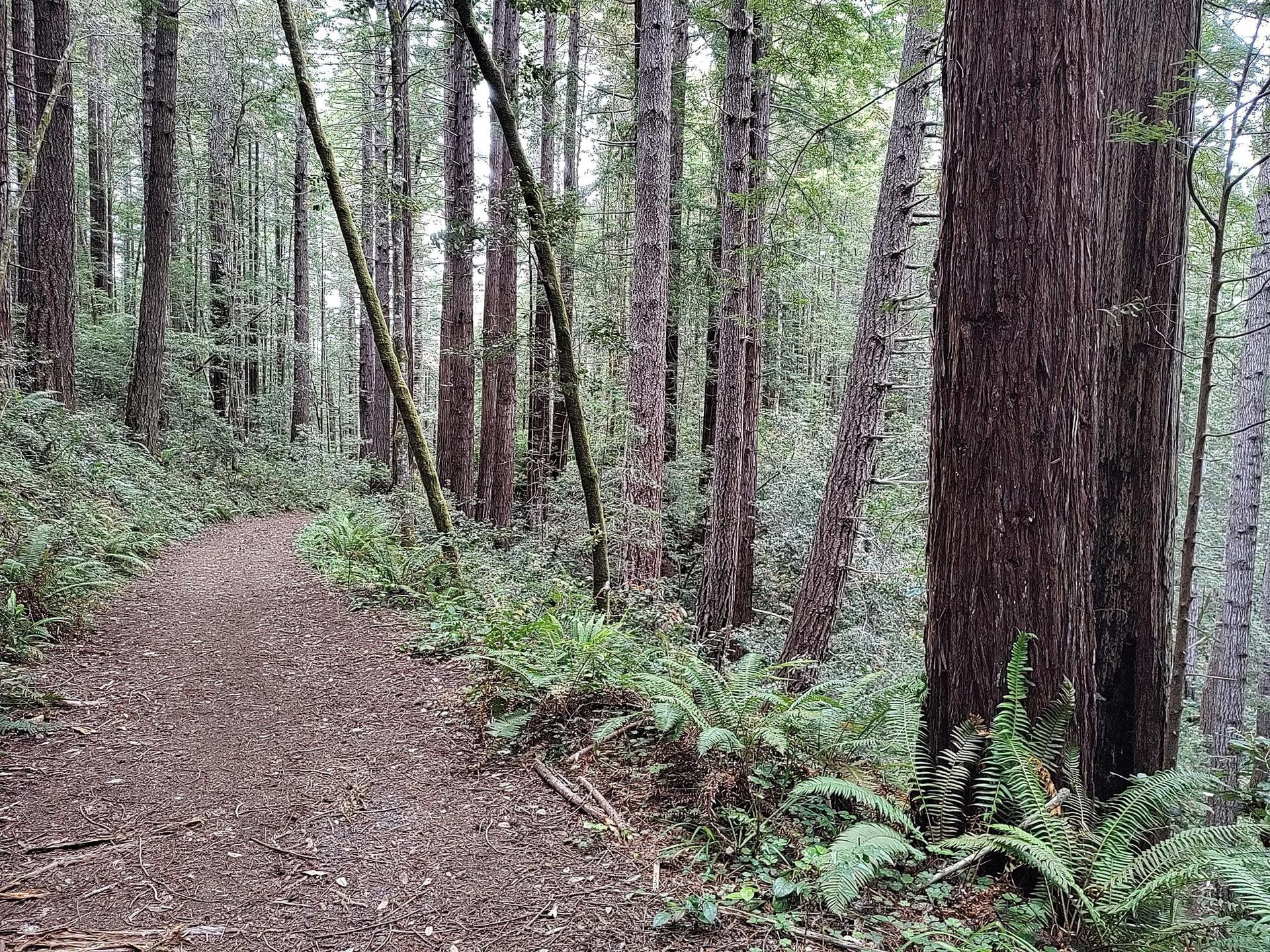 A winding dirt path through a forest of towering trees and green ferns.