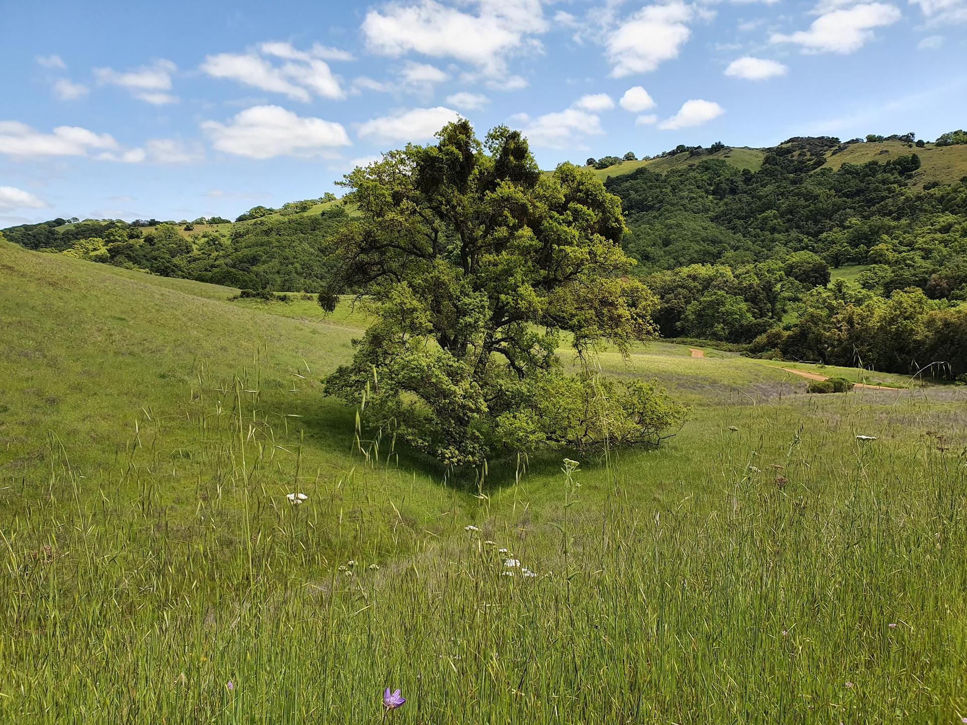 A large tree stands alone in a sunlit green grassy field.