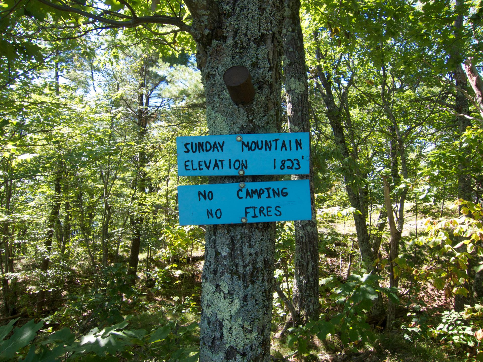 Blue wooden signs nailed to a tree in a sunlit forest.
