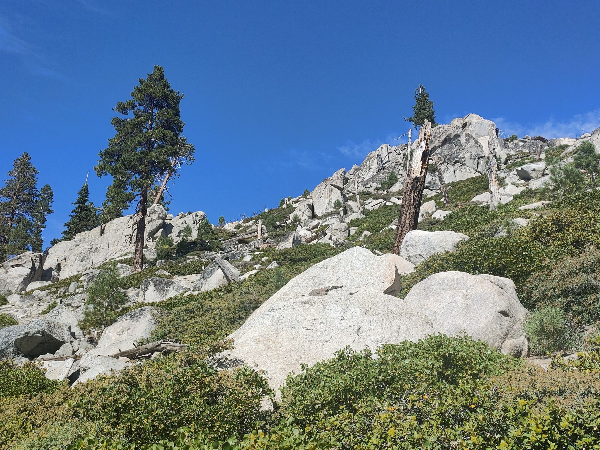 Steep, rocky hillside with scattered pine trees and green shrubs under a bright blue sky. - Van Sickle Trailhead – Van Sickle Trail Junction loop from Van Sickle Bi-State Park