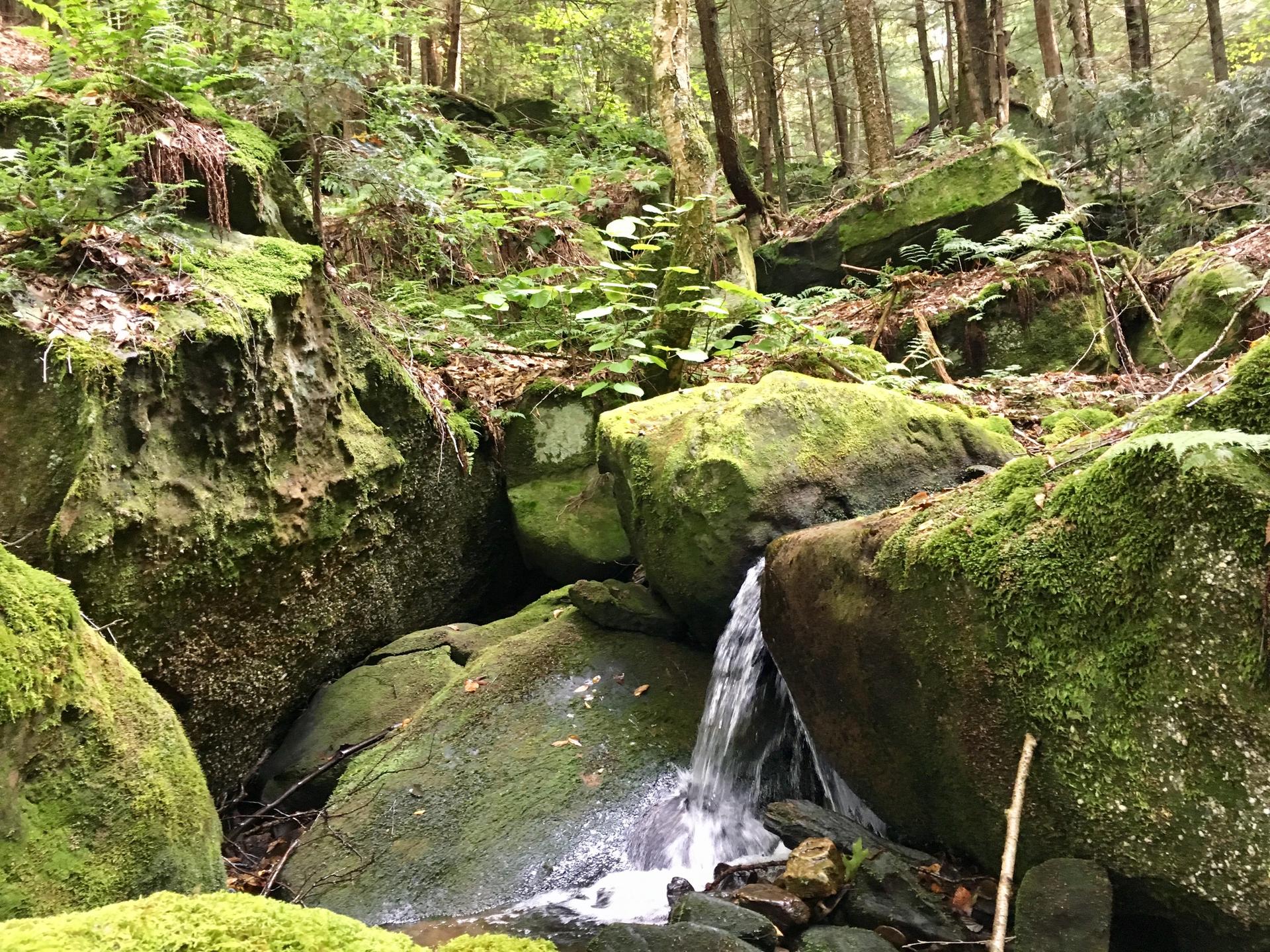Small waterfall cascades over mossy rocks in a lush green forest.
