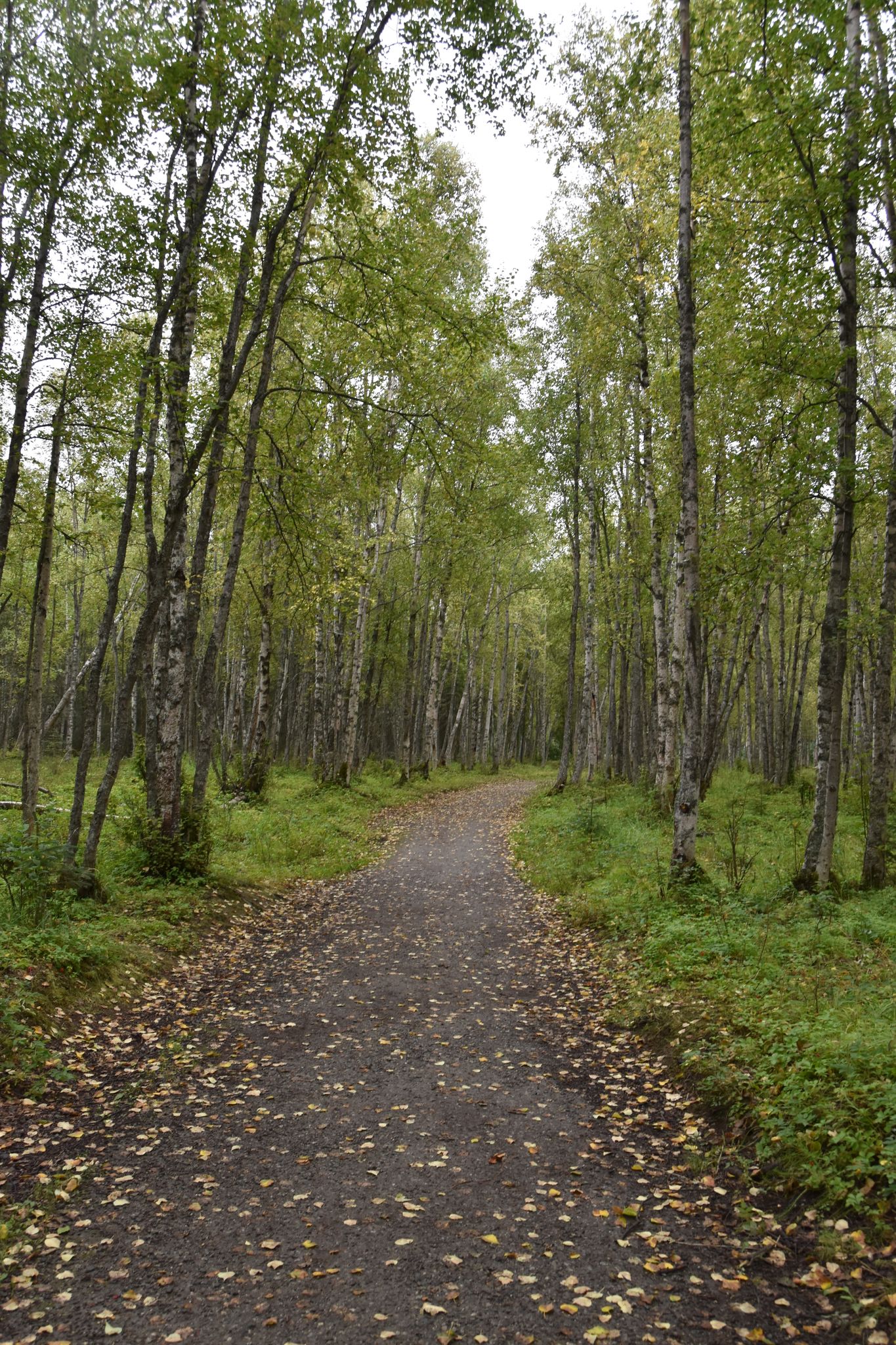 Overcast light illuminates a gravel path through a forest of tall, slender trees. - Moose Track Trail – Viewpoint Trail loop from Campbell Heights