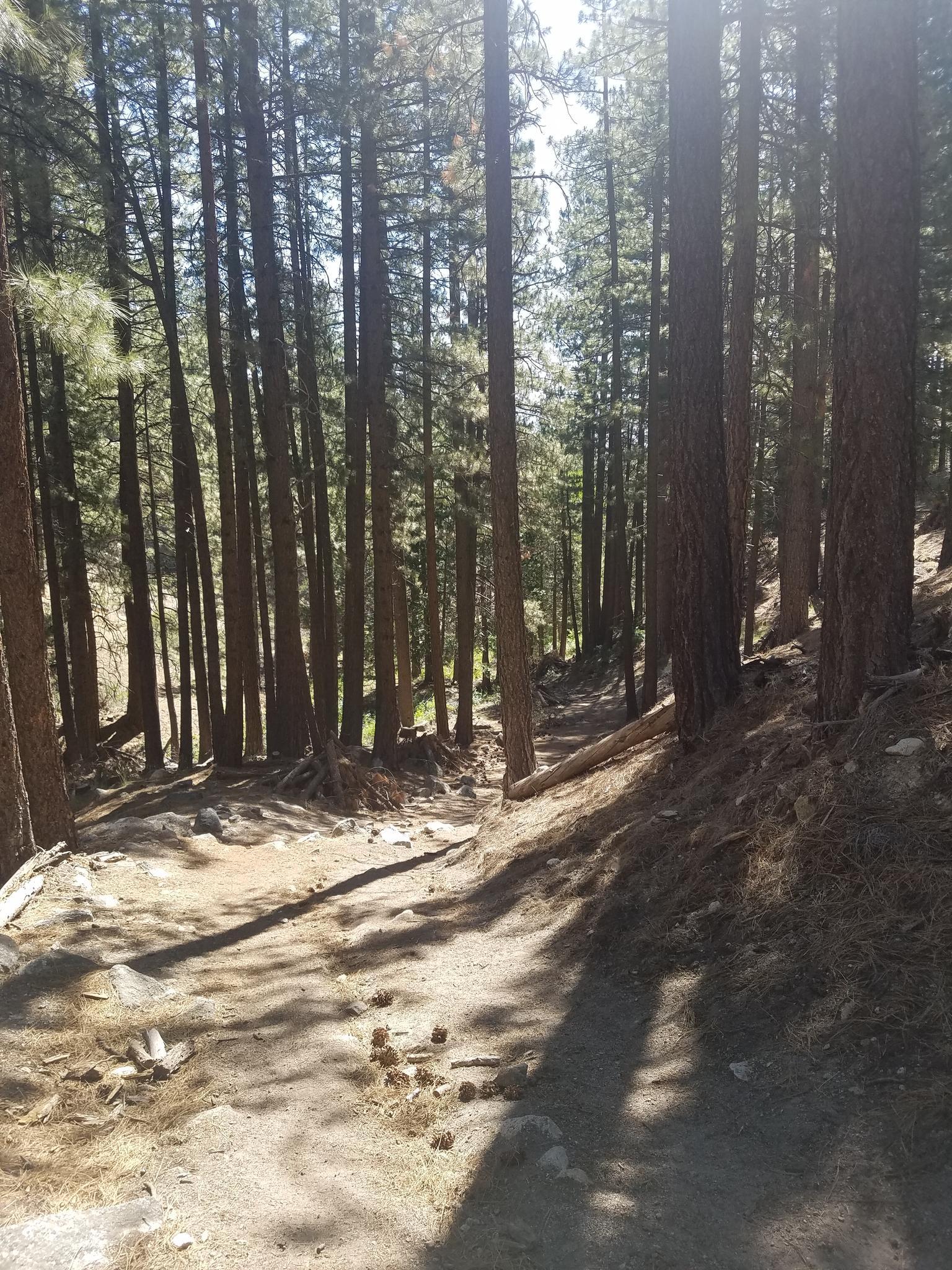 Sunlit dirt path winding through a tall, dense pine forest.