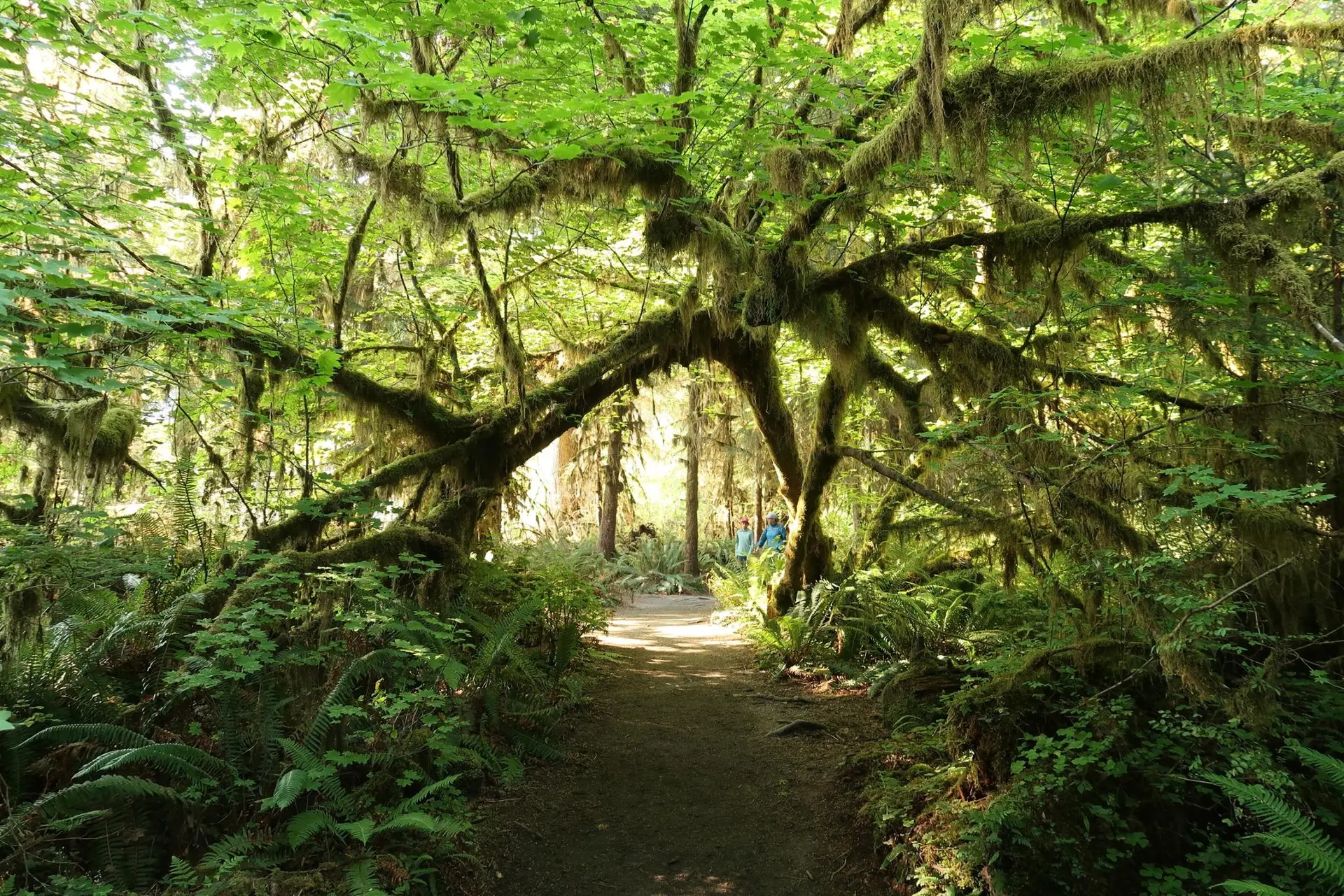 Forest path under arching, moss-covered trees with distant people.