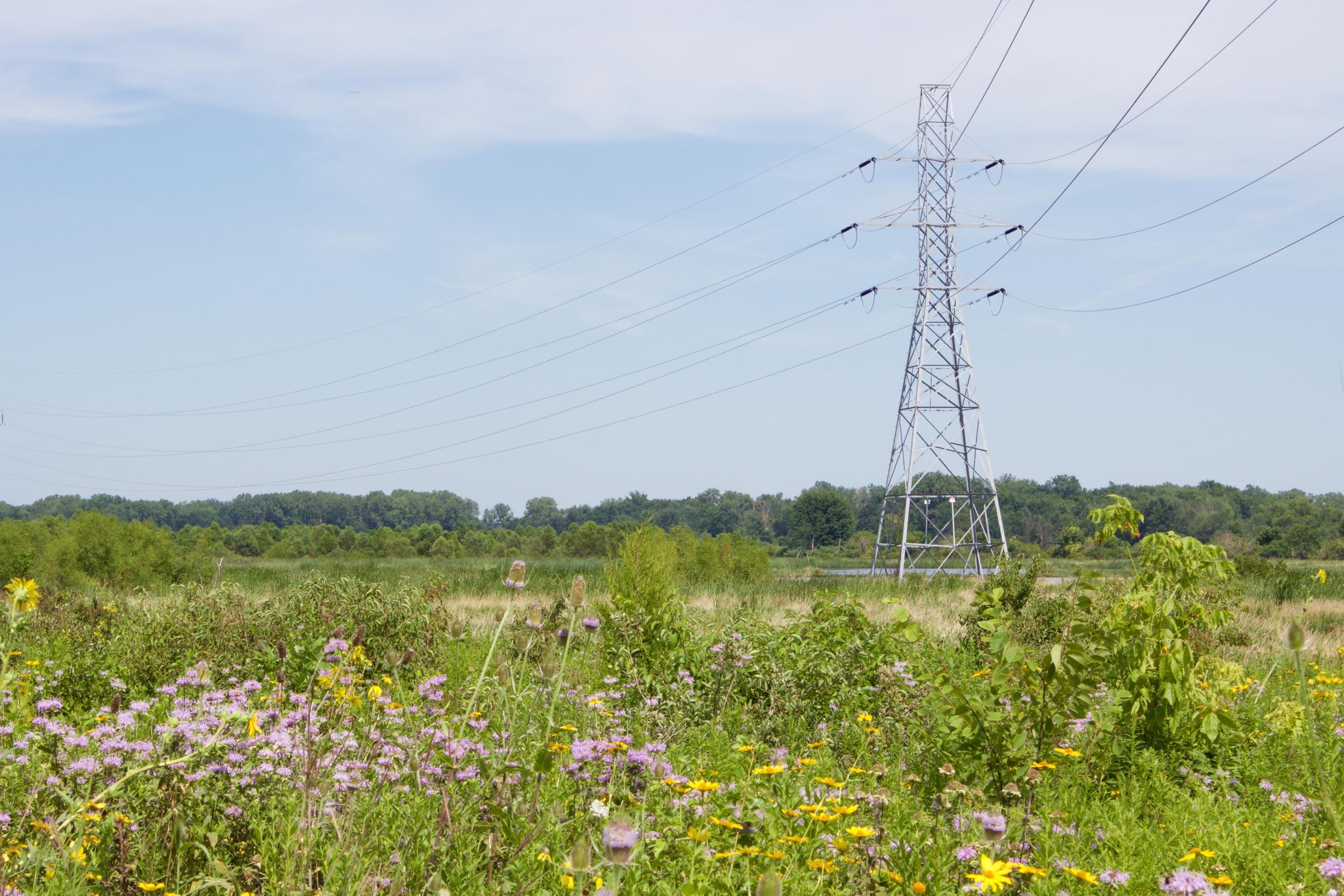 A power line tower stands tall in a sunny field of wildflowers and green trees.