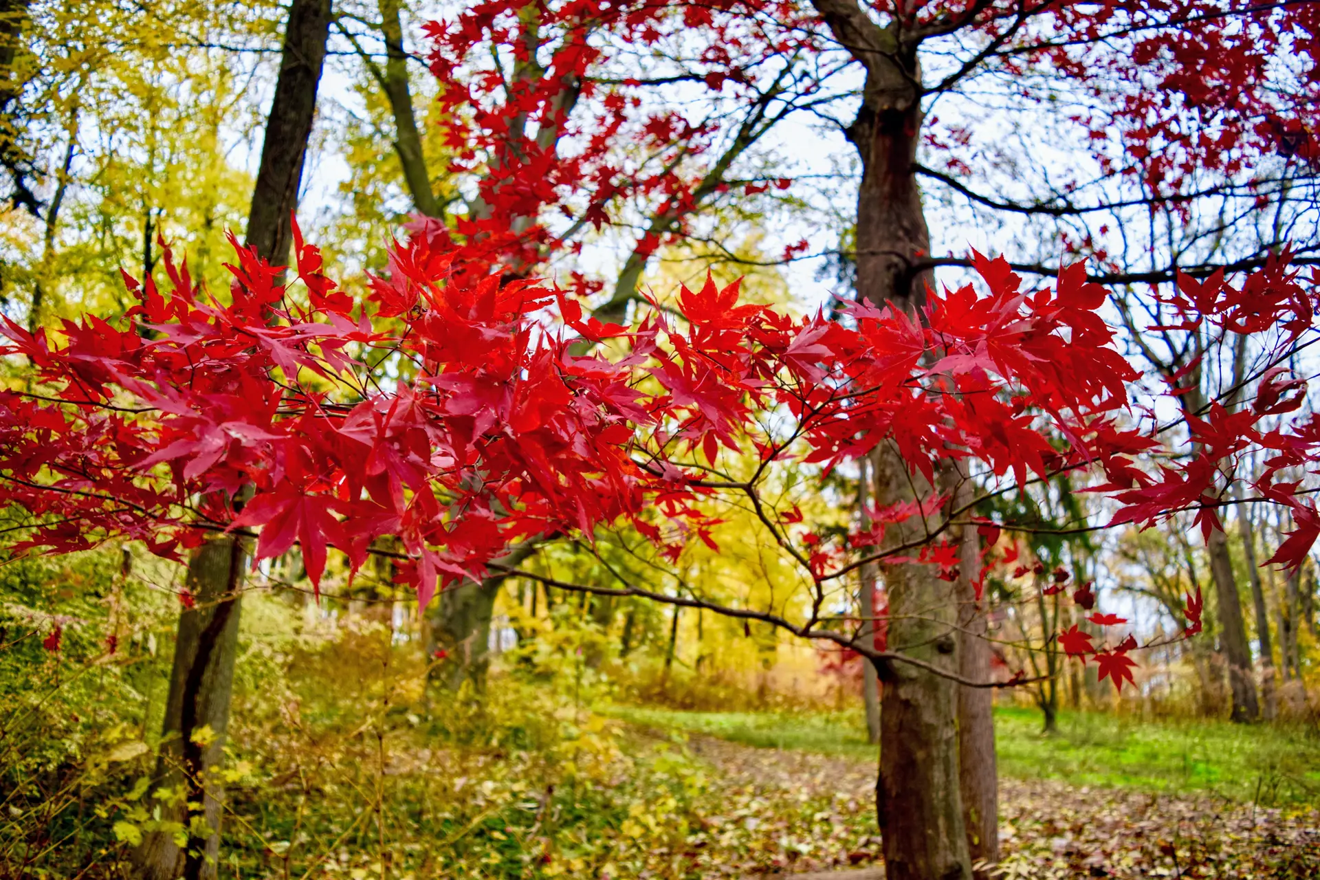 Vibrant red autumn leaves on a tree branch in a sunlit forest.