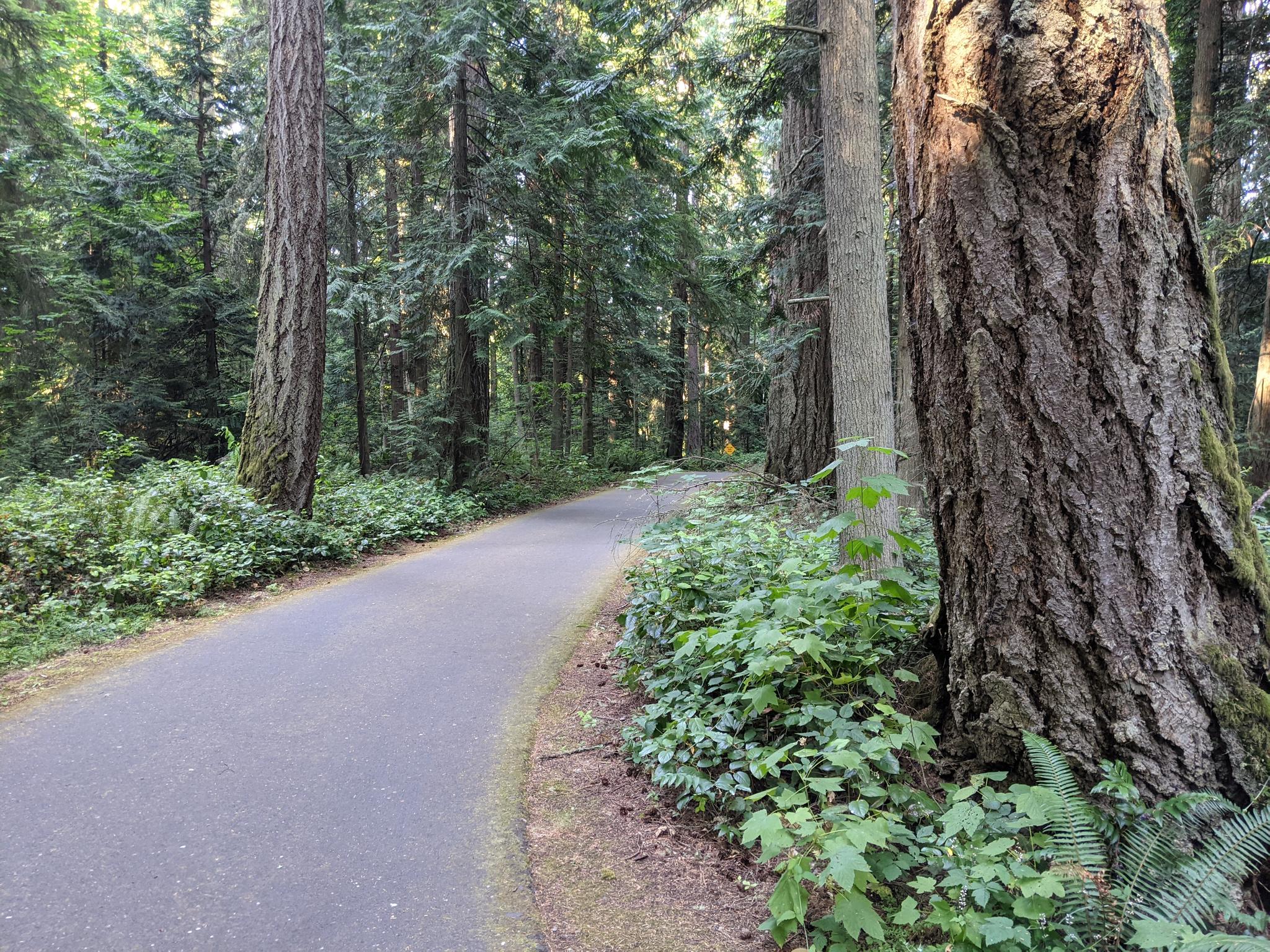 Paved path winding through a dense forest with tall trees and green undergrowth.