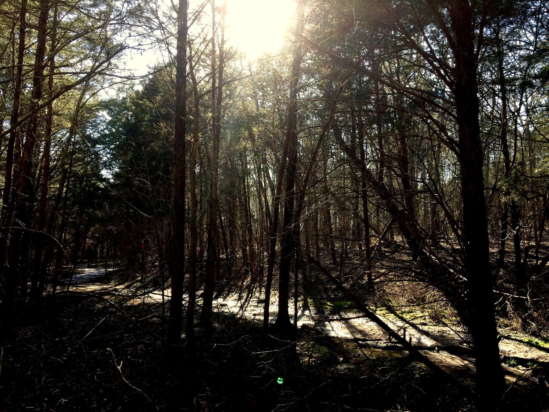 Sunburst through tall forest trees, creating strong light and shadow patterns.