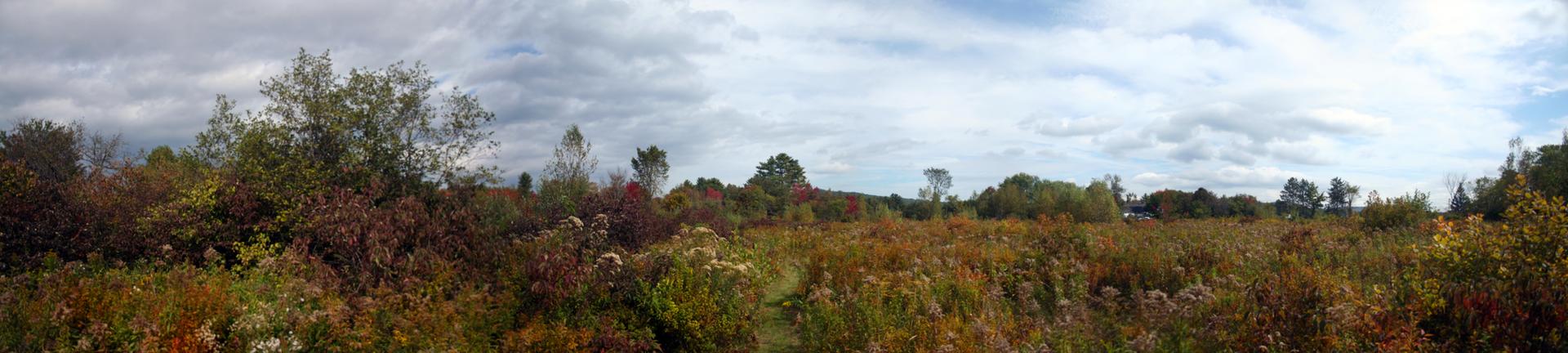 Panoramic view of a vibrant autumn field with trees under a cloudy sky.