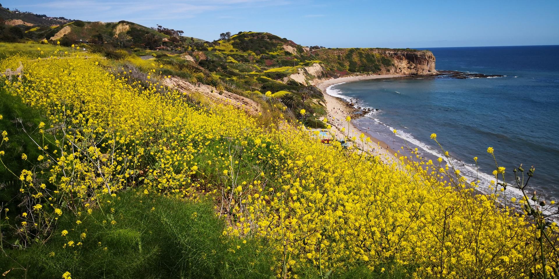 Expansive view of yellow wildflowers covering hillsides overlooking a rocky coastline.
