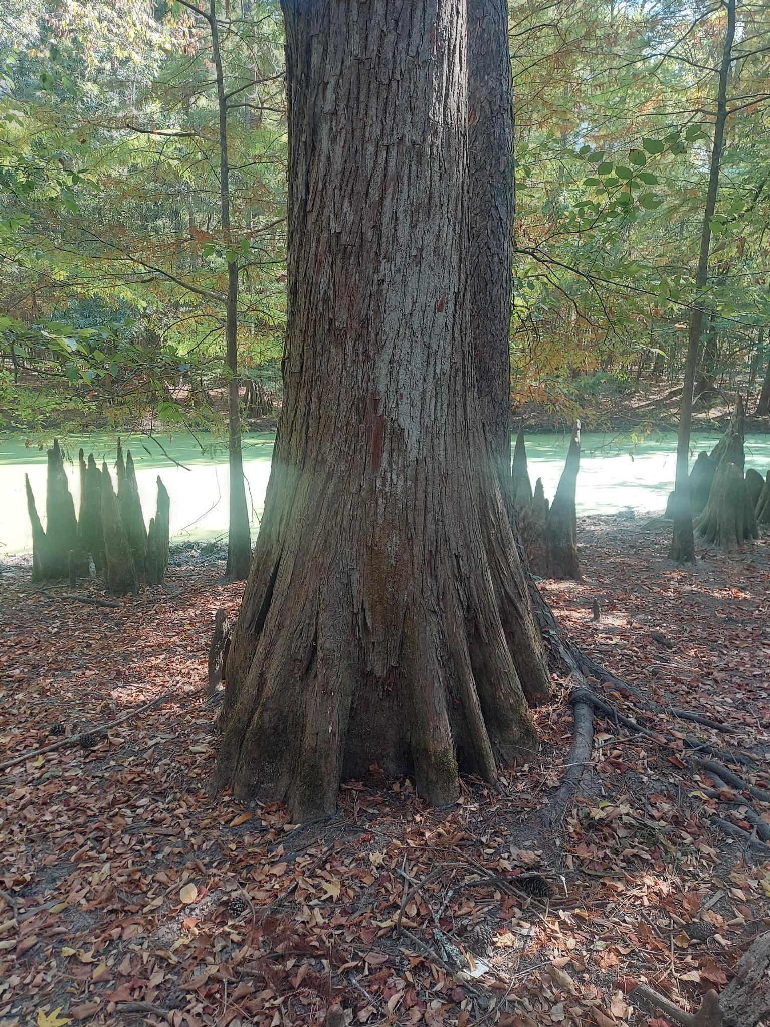 Large tree trunk with buttress roots on a leaf-covered forest floor.