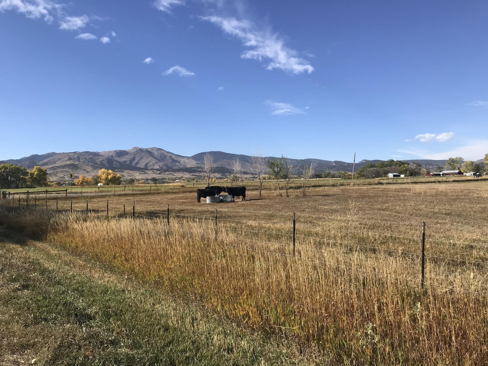 Open field with cattle grazing, distant mountains under a bright blue sky.
