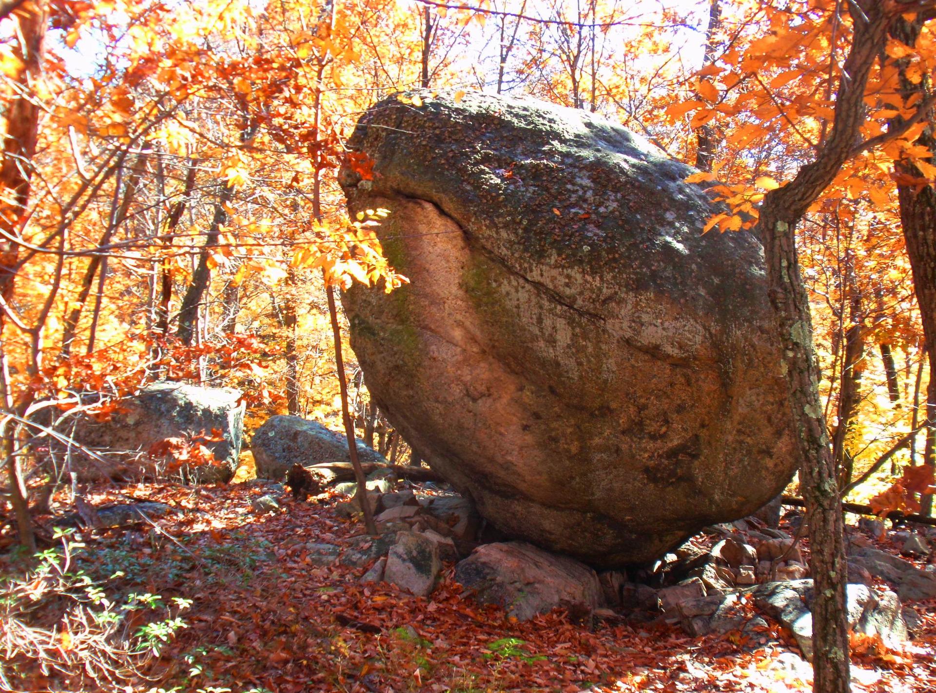 A large boulder sits amidst a forest of vibrant orange autumn leaves.
