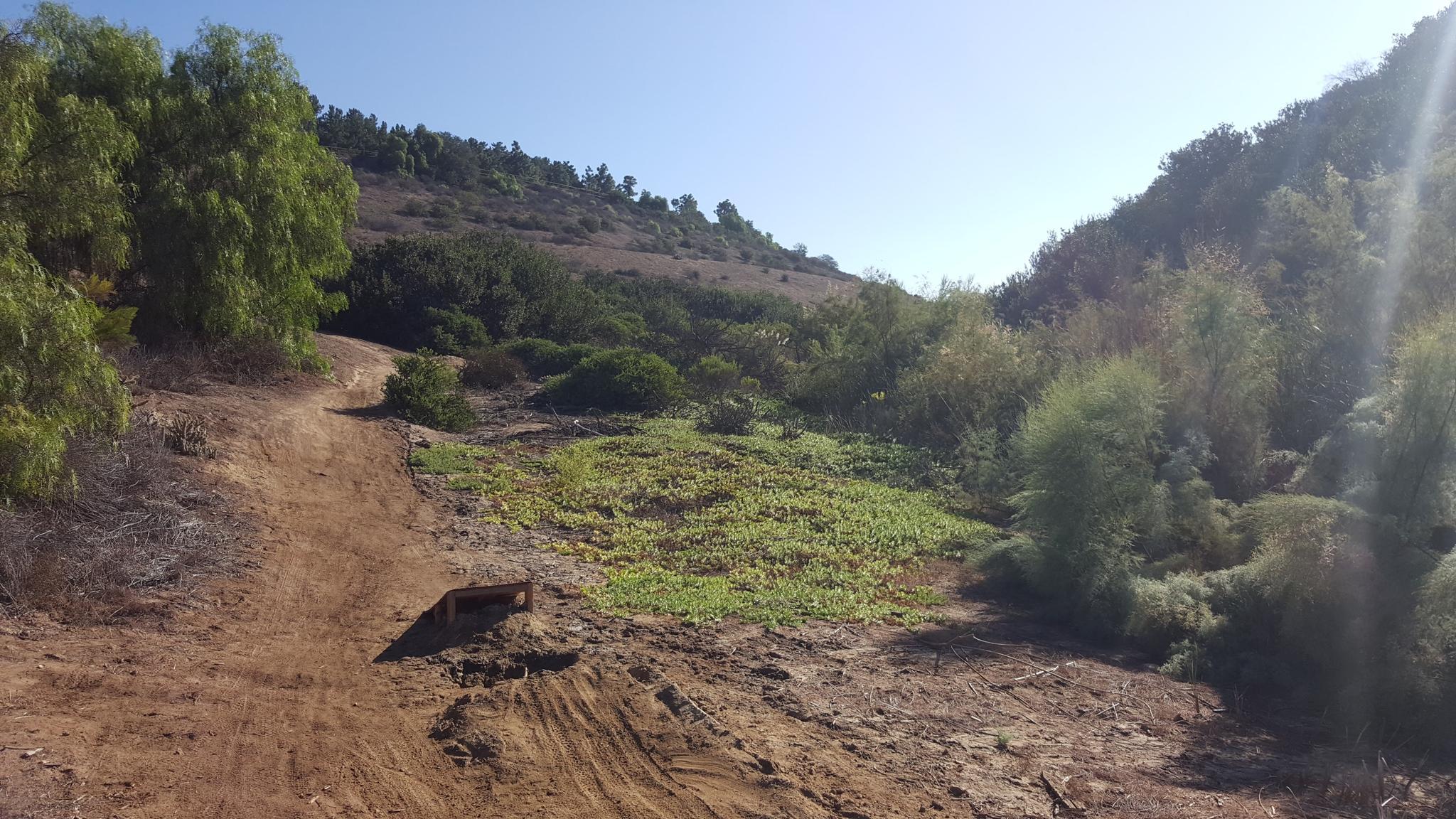 Sunny dirt path descends into a green valley with trees and bright sun flare.