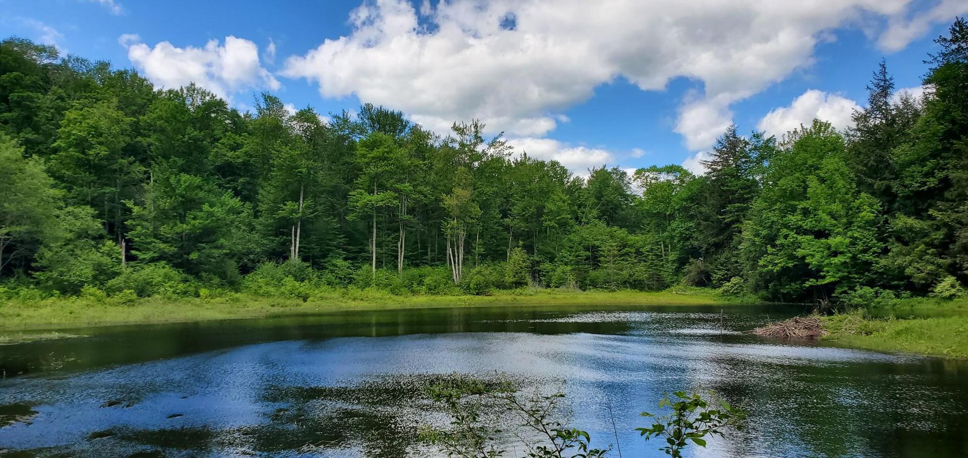 Calm lake reflecting a bright blue sky, surrounded by dense green forest.