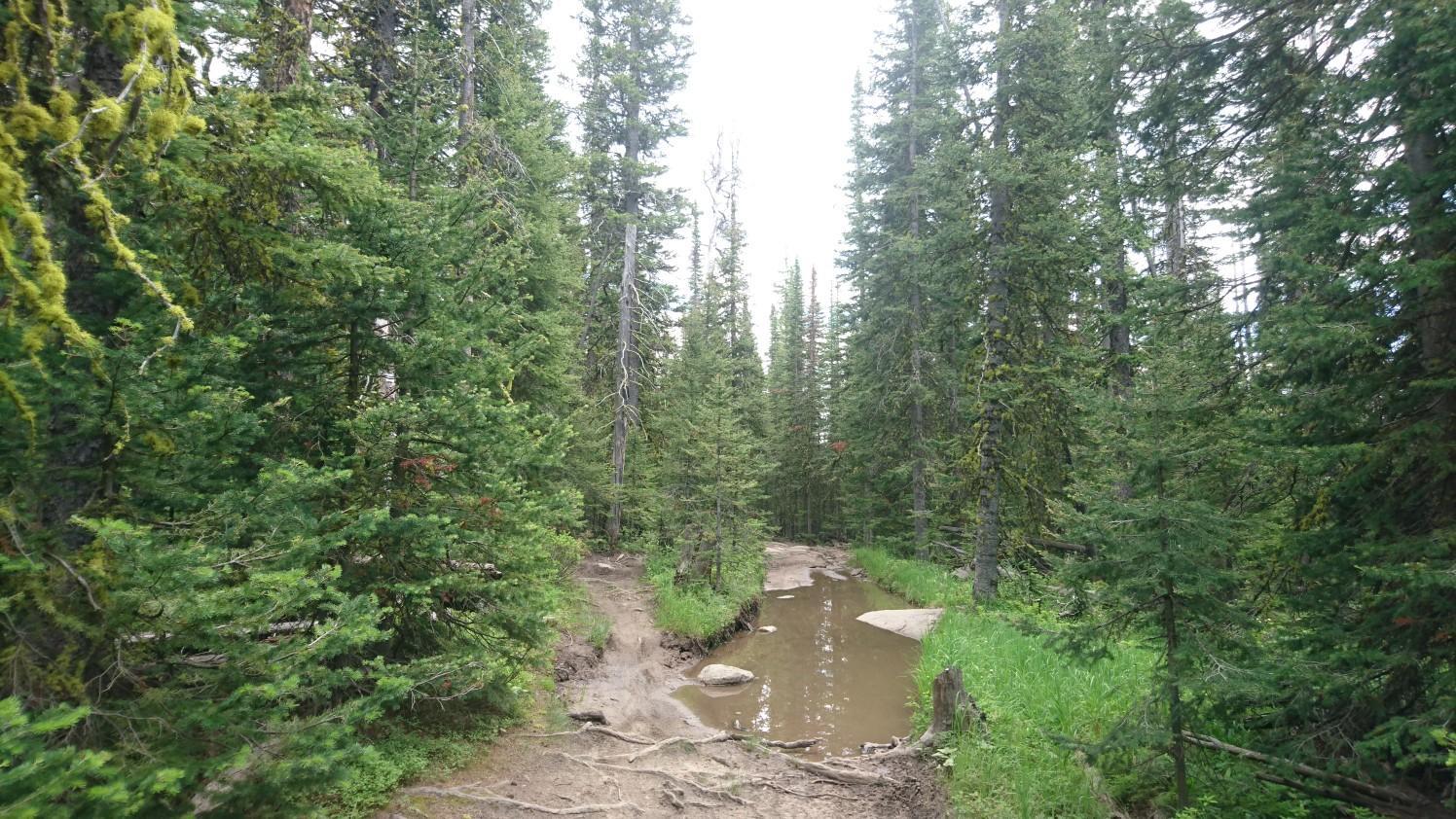 A narrow trail next to a muddy stream in a dense pine forest.