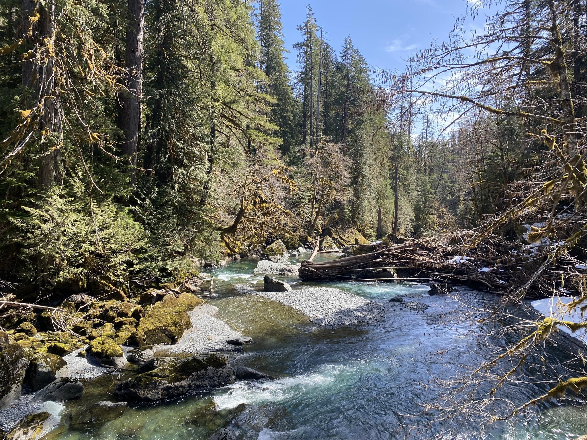 Rushing river with clear water, surrounded by mossy rocks and tall evergreen trees. - Staircase Rapids Loop Trail