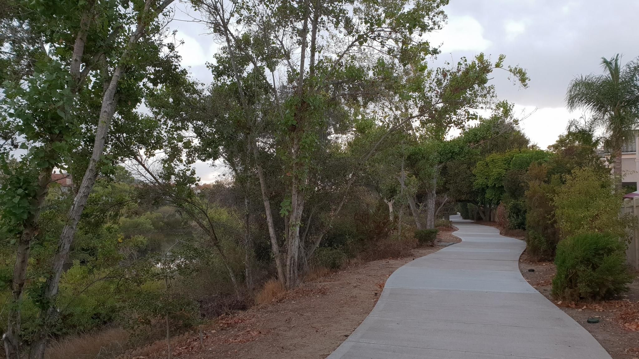 Winding paved path bordered by tall trees and lush greenery under an overcast sky. - San Diego River Trail Loop