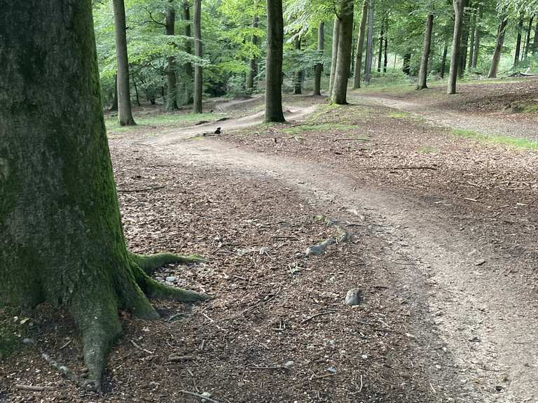 Boven op de Hazenberg: Mountainbike-Touren und -Trails | komoot