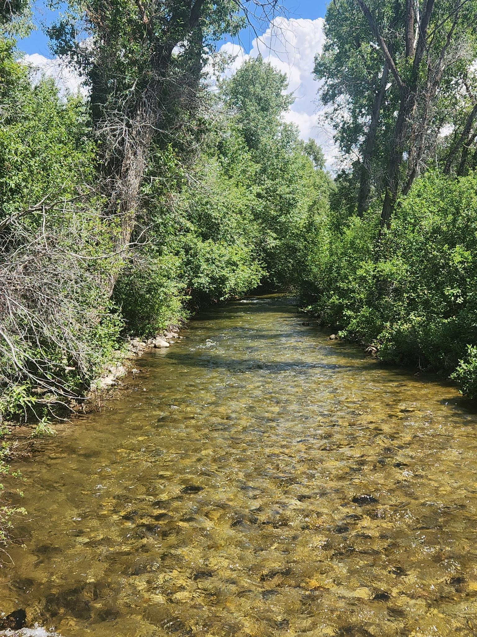 A clear stream with a rocky bottom flows through a green forest.