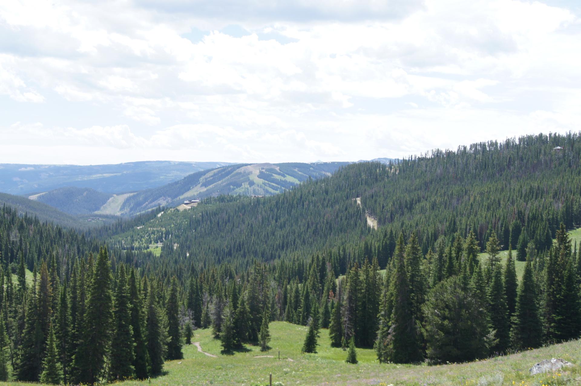 Expansive green valley filled with dense pine forests under a cloudy sky.