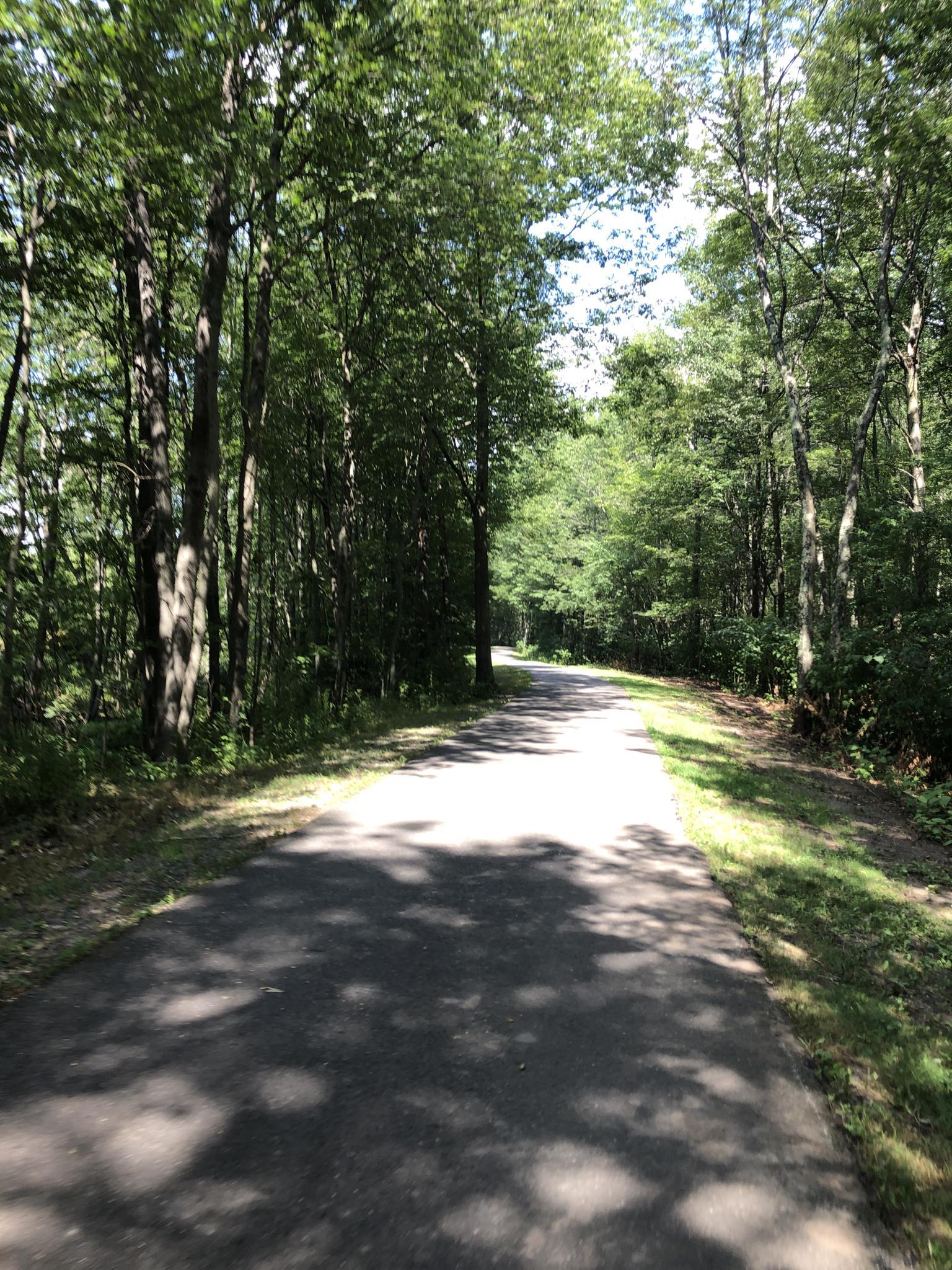 A paved path winds through a dense green forest with dappled sunlight.