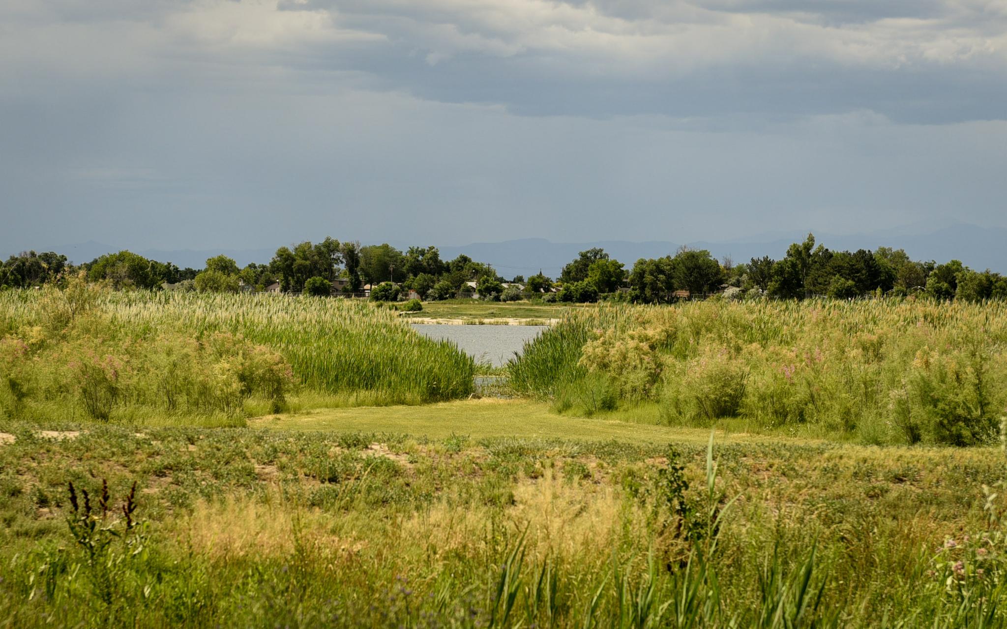 A calm lake surrounded by lush green and golden tall grasses under an overcast sky.