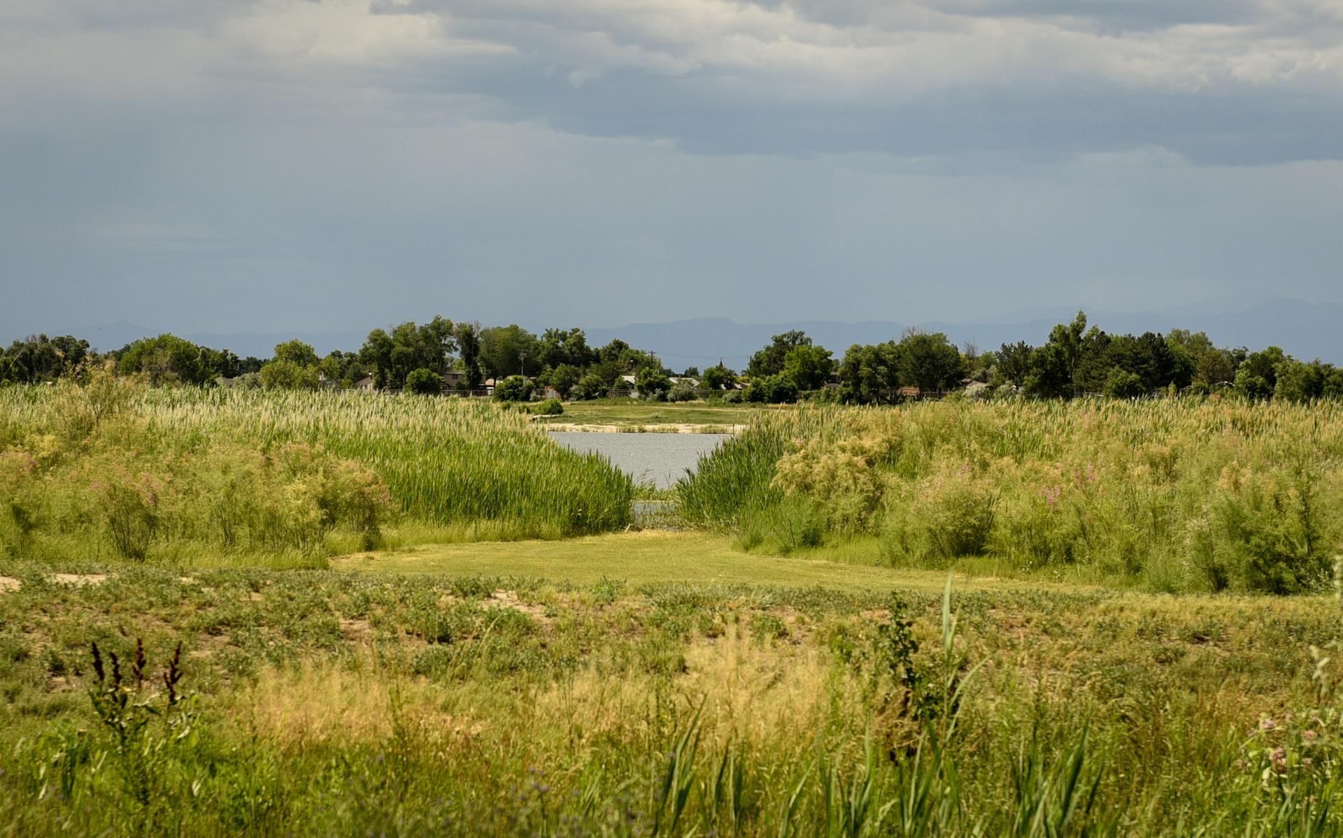 A calm lake surrounded by lush green and golden tall grasses under an overcast sky.