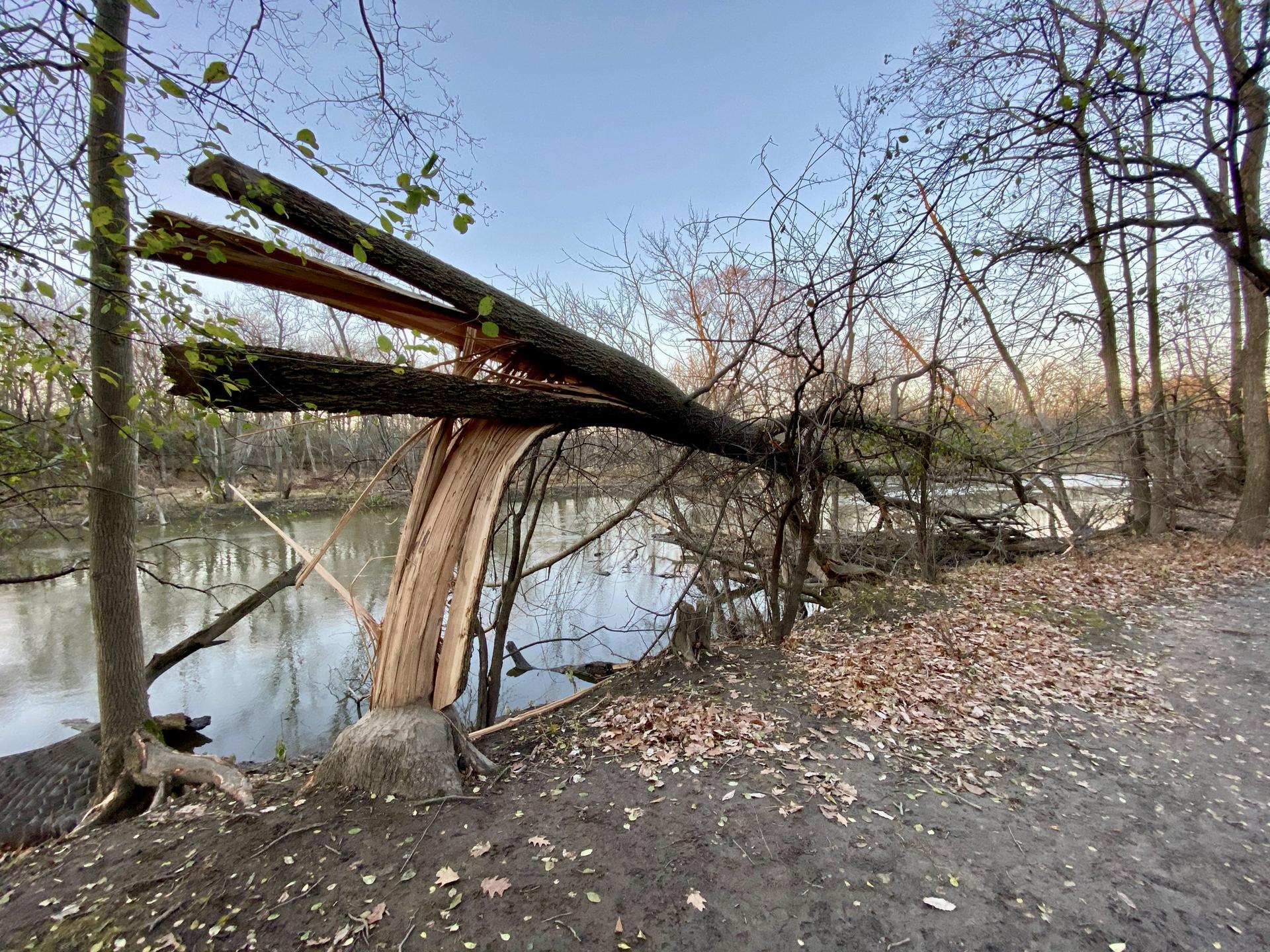 A large, broken tree lies across a riverbank, autumn leaves scattered.