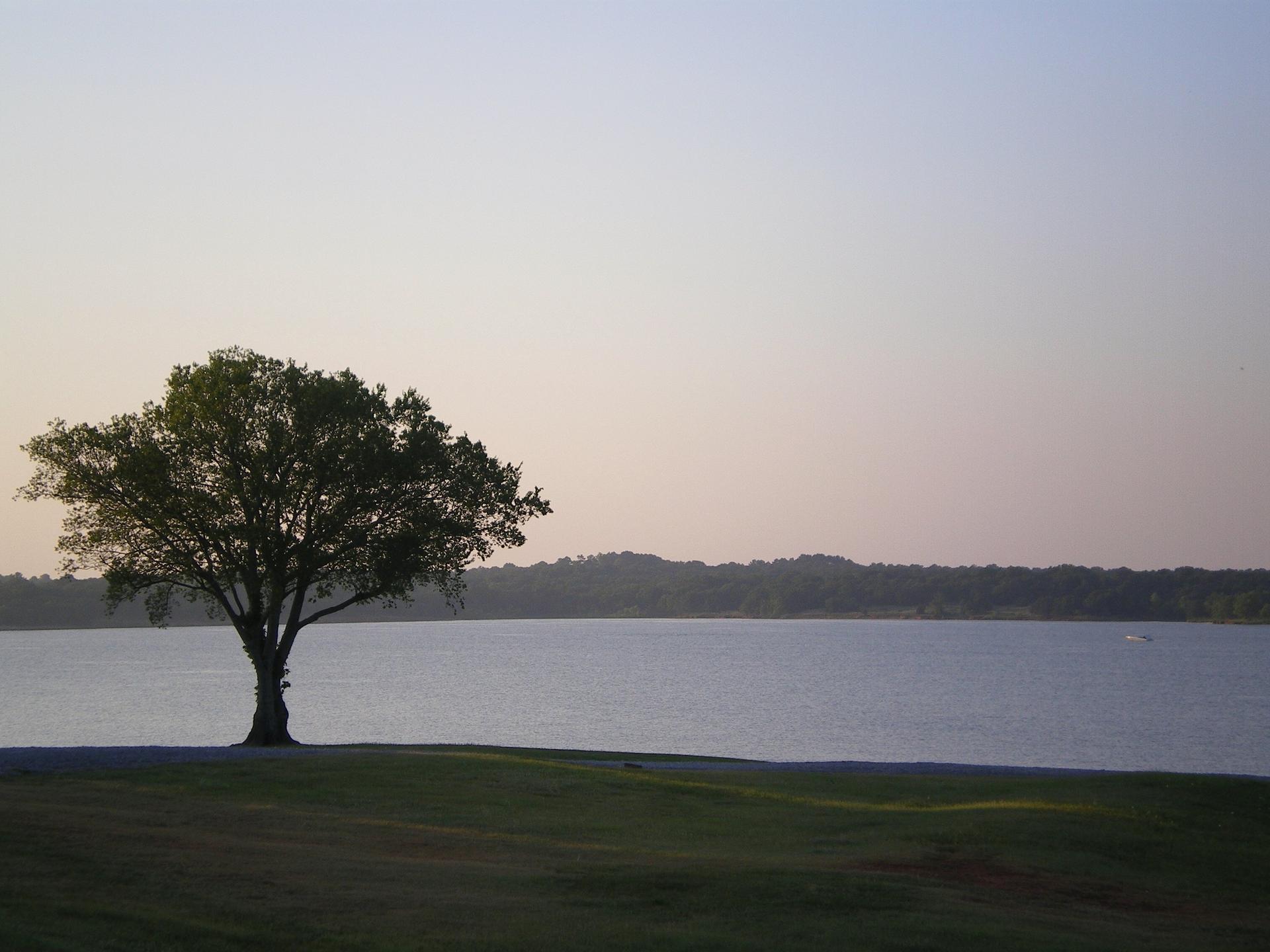 A large tree stands by a calm lake under a soft, light sky.