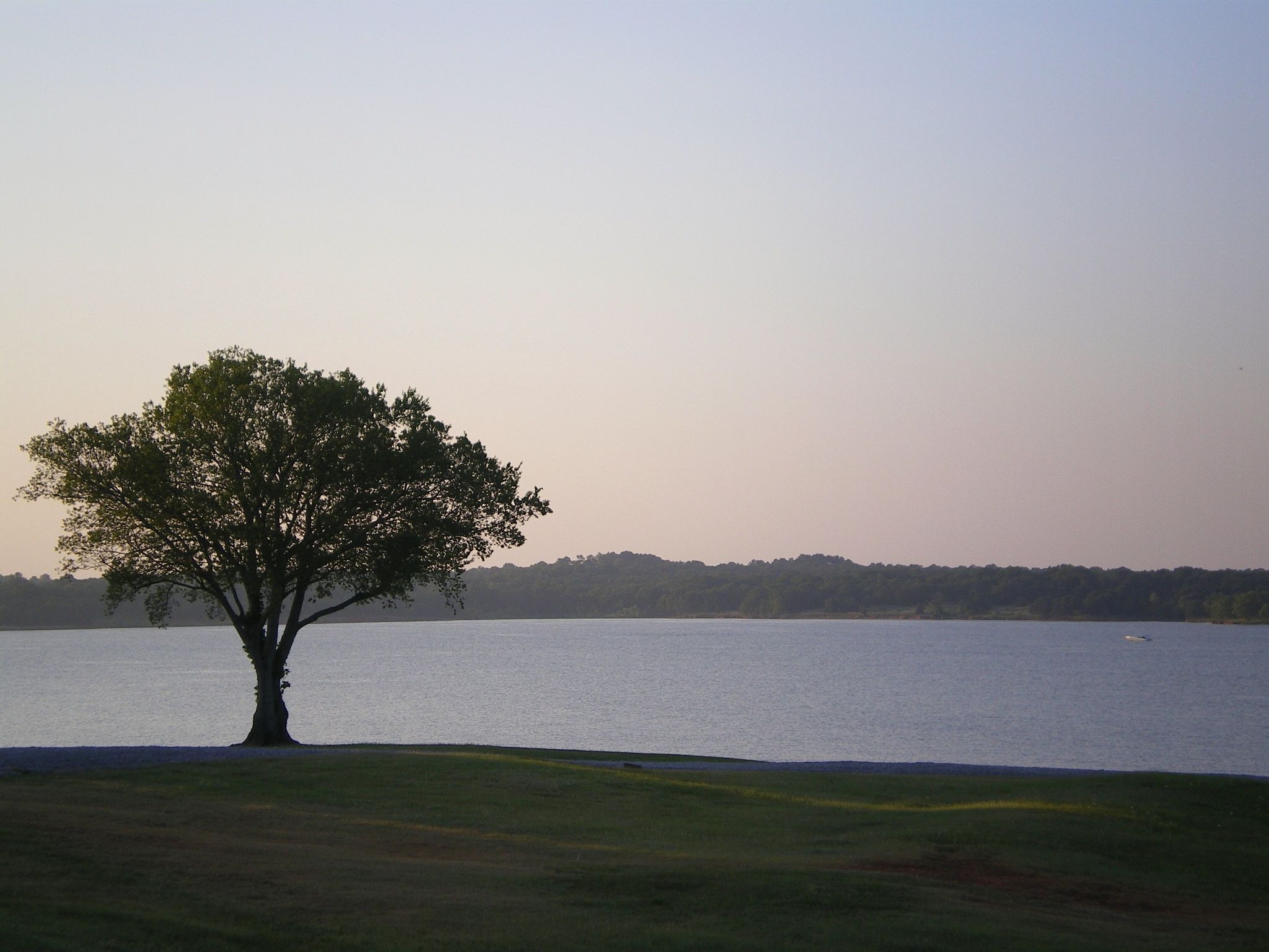 A large tree stands by a calm lake under a soft, light sky. - Indian Point Hiking Trail
