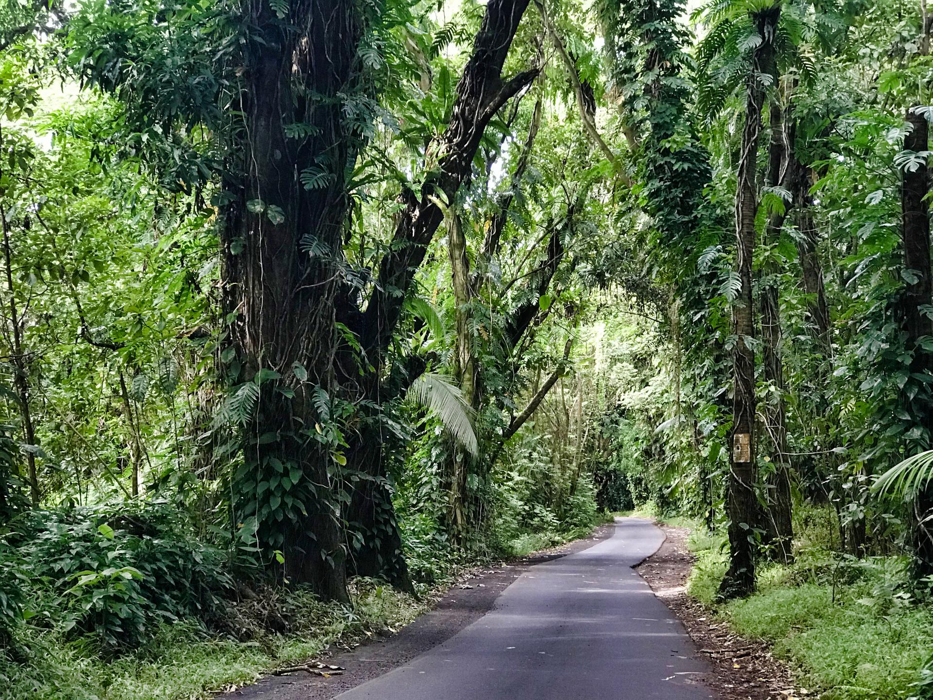 A narrow paved road winds through a dense, lush tropical forest.