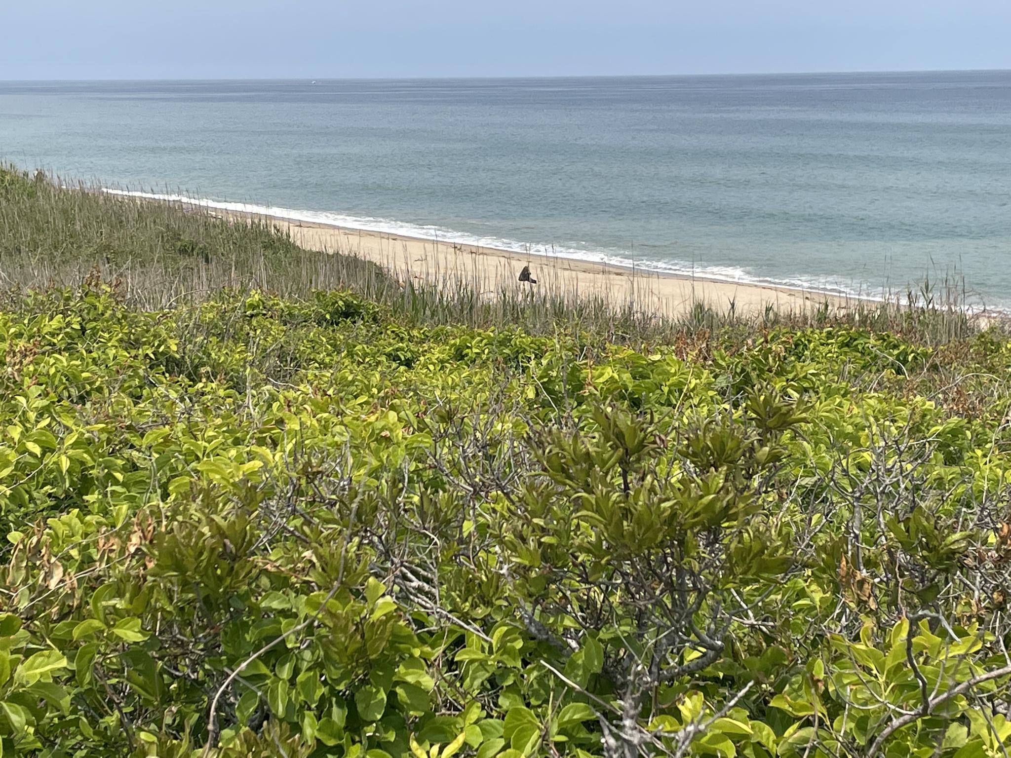 Green coastal bushes in foreground, sandy beach, and ocean beyond.