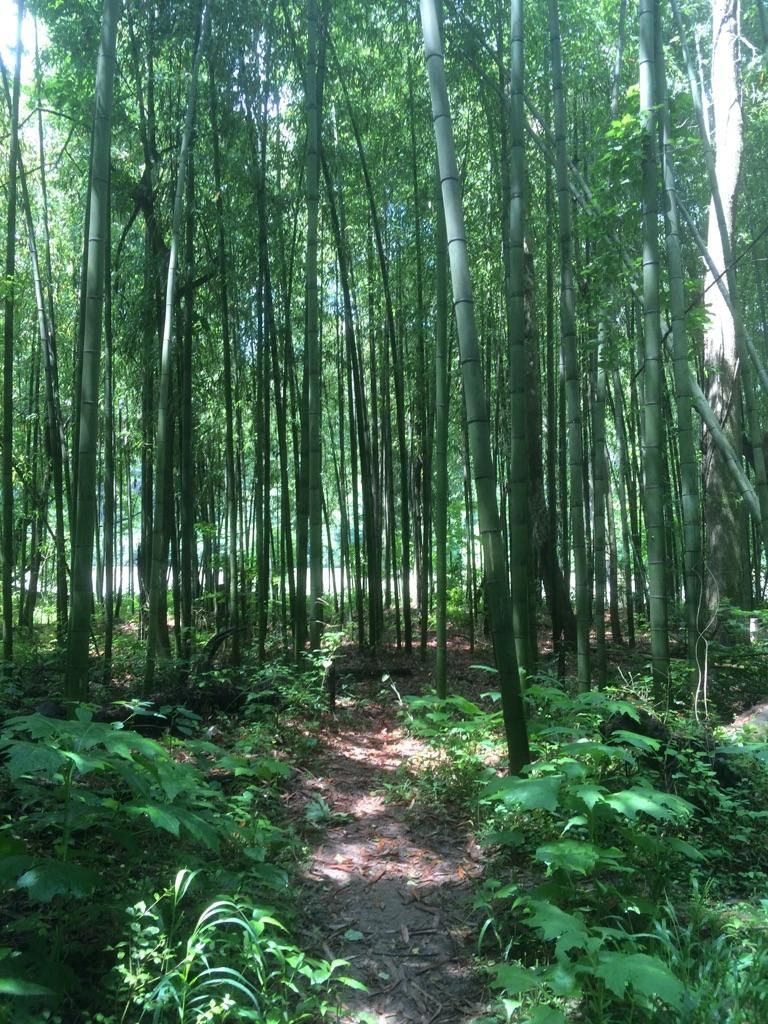 A dirt path winds through a dense, sun-dappled bamboo forest. - East Palisades Trail