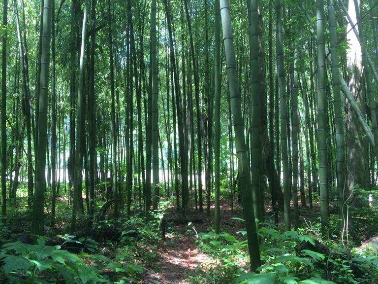 East Palisades Trail & Bamboo Forest loop — Chattahoochee River ...